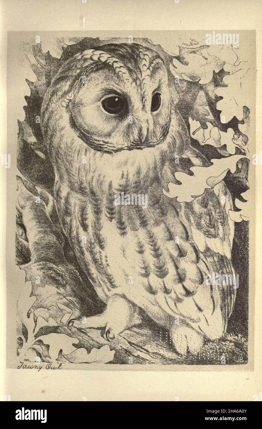 'Tawny owl,' from plate 12 of Birds from Moidart and elsewhere (1895). Stock Photo