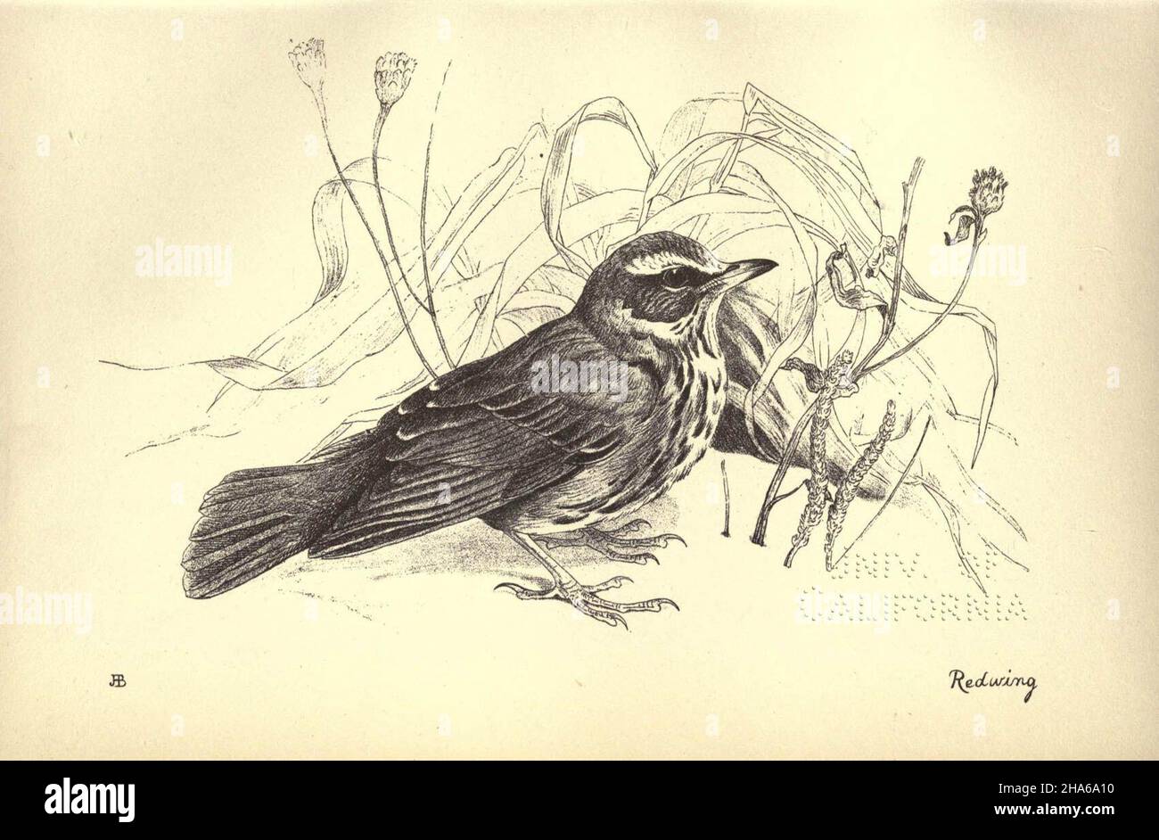 'Redwing,' from plate 19 of Birds from Moidart and elsewhere (1895). Stock Photo