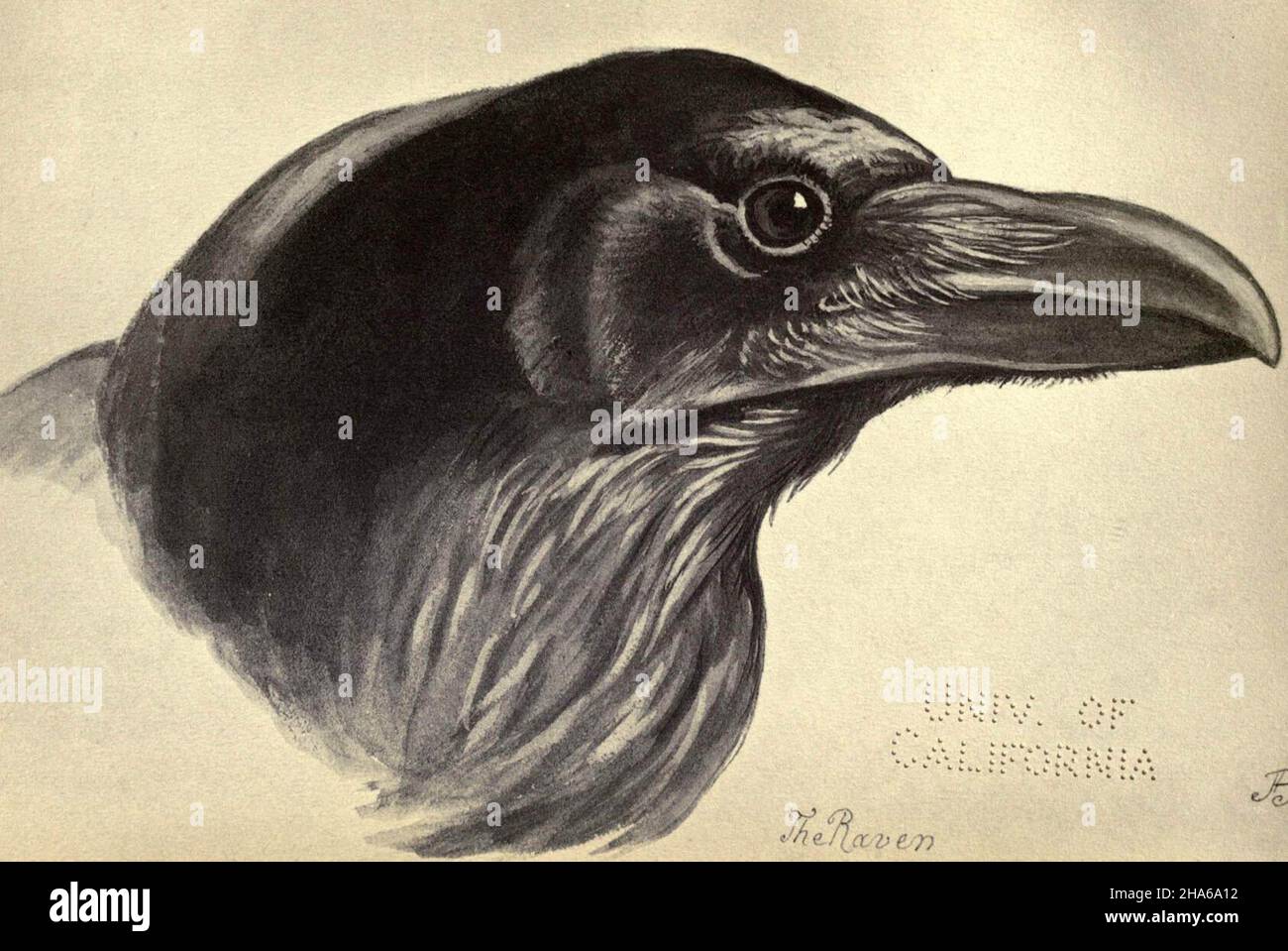 'The raven,' from plate 47 of Birds from Moidart and elsewhere (1895). Stock Photo