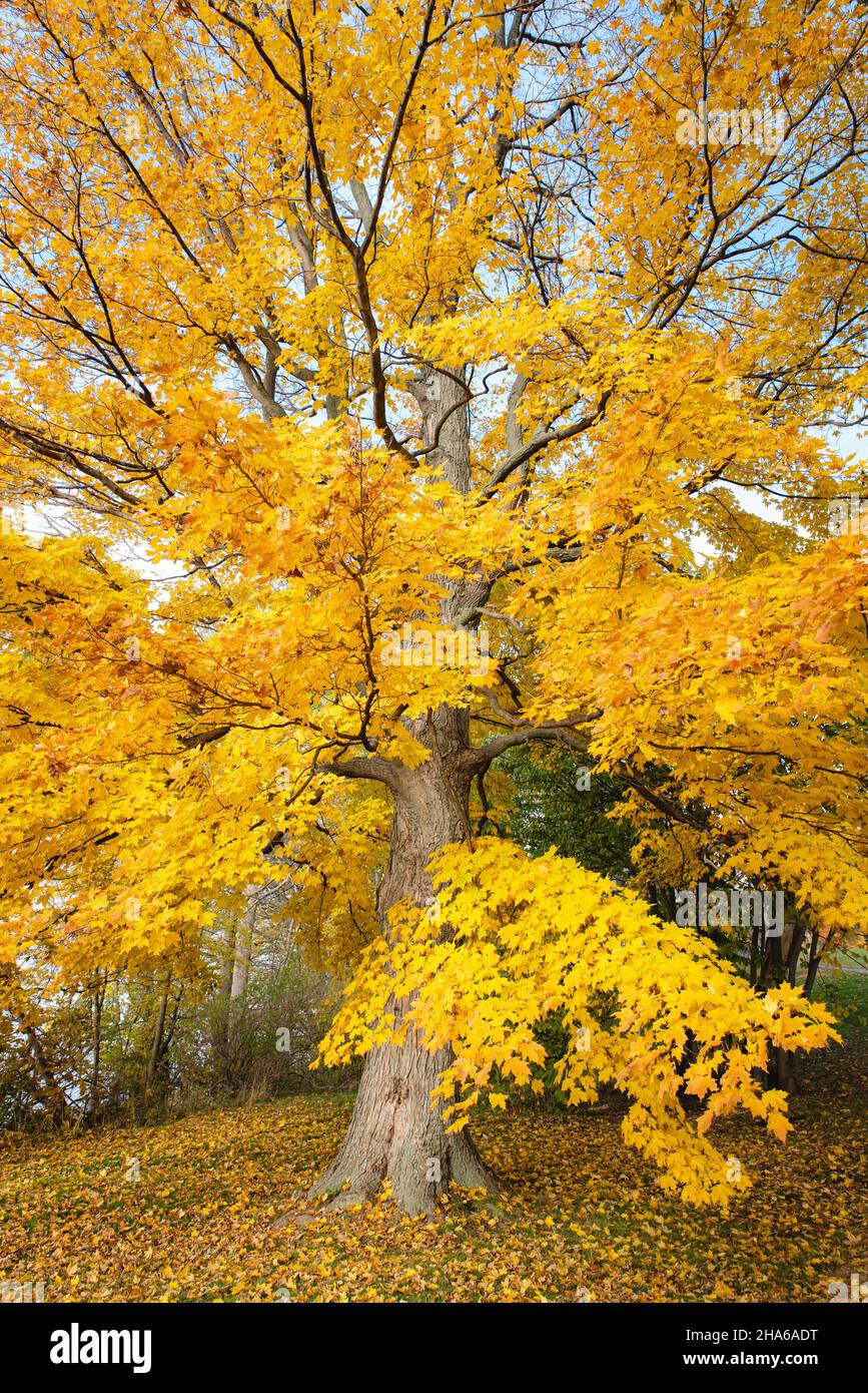 Beautiful large maple tree with yellow leaves on a sunny fall day. Stock Photo