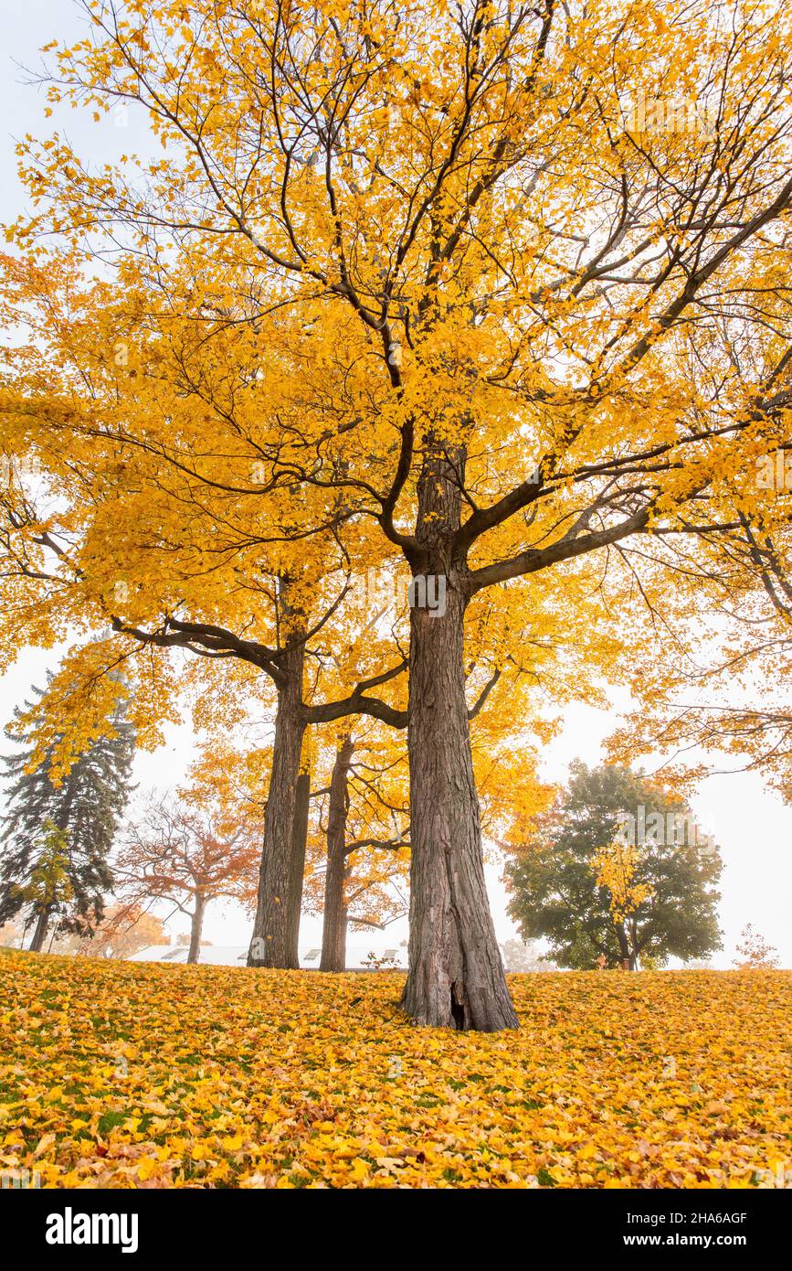 Beautiful large maple trees with yellow leaves on a fall day. Stock Photo