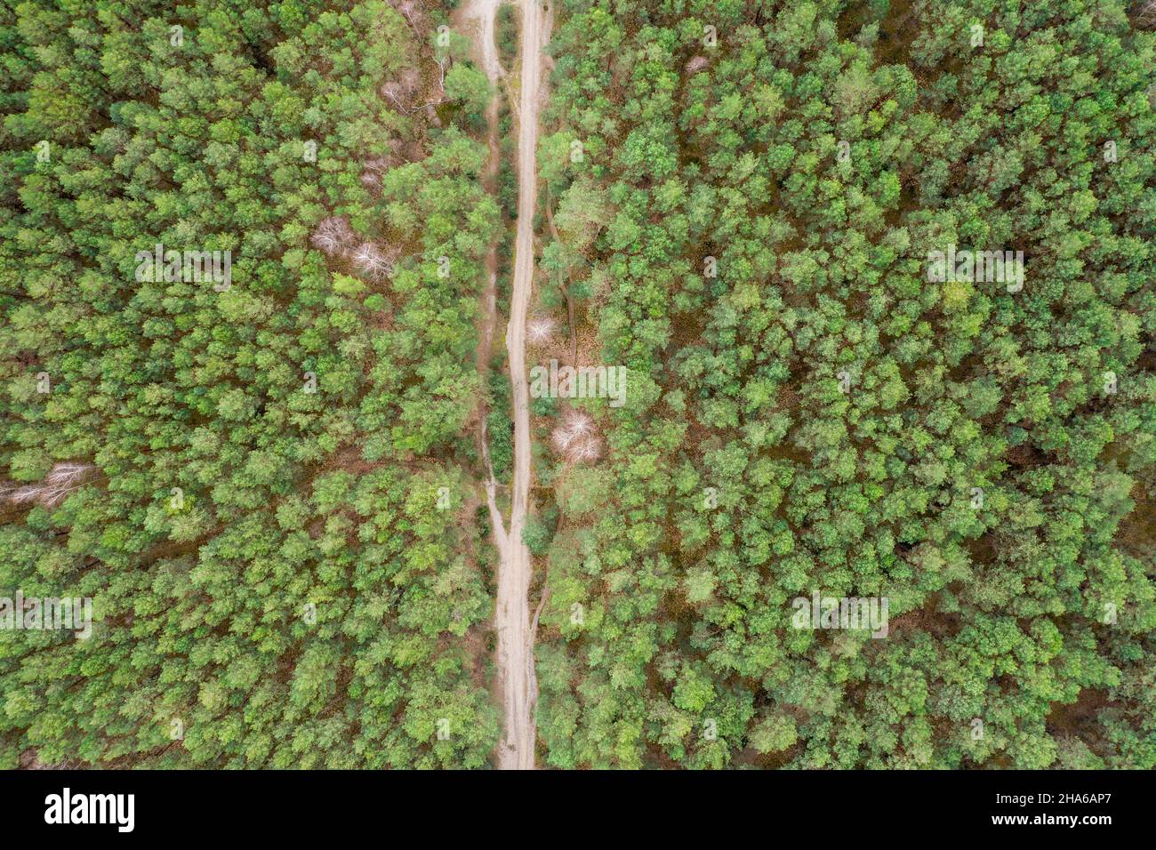 Aerial top view forest, Texture of forest view from above. Road in the middle Stock Photo