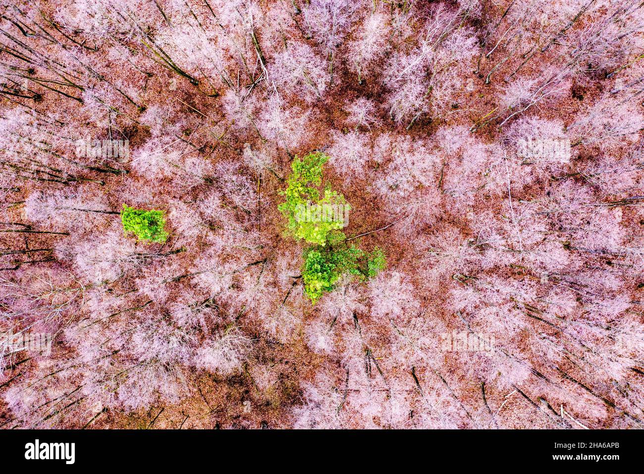 Aerial view of forest filled with tees only one green. Texture of forest Stock Photo