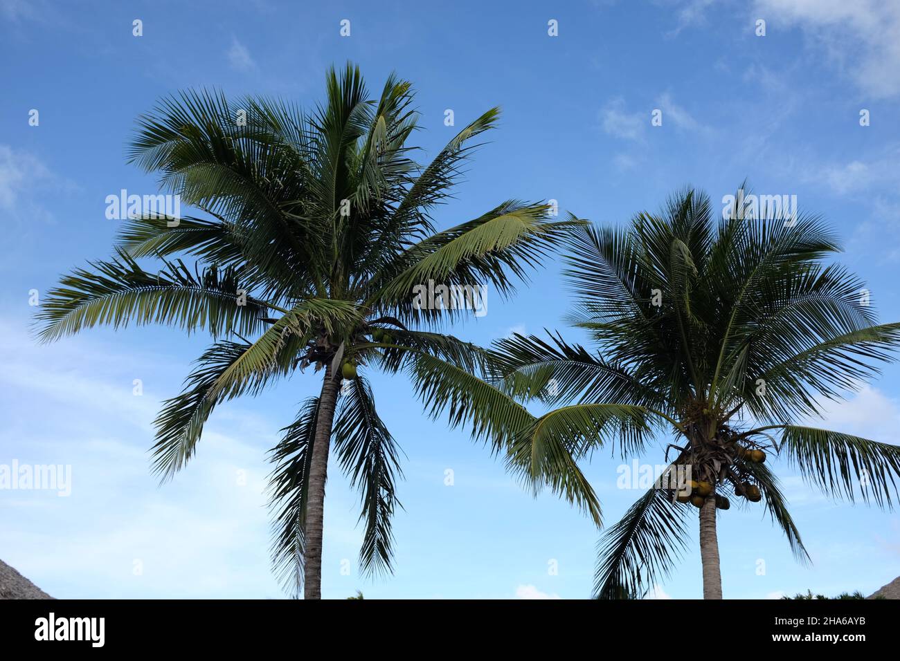 Low angle shot of two palm trees in a blue sky Stock Photo - Alamy