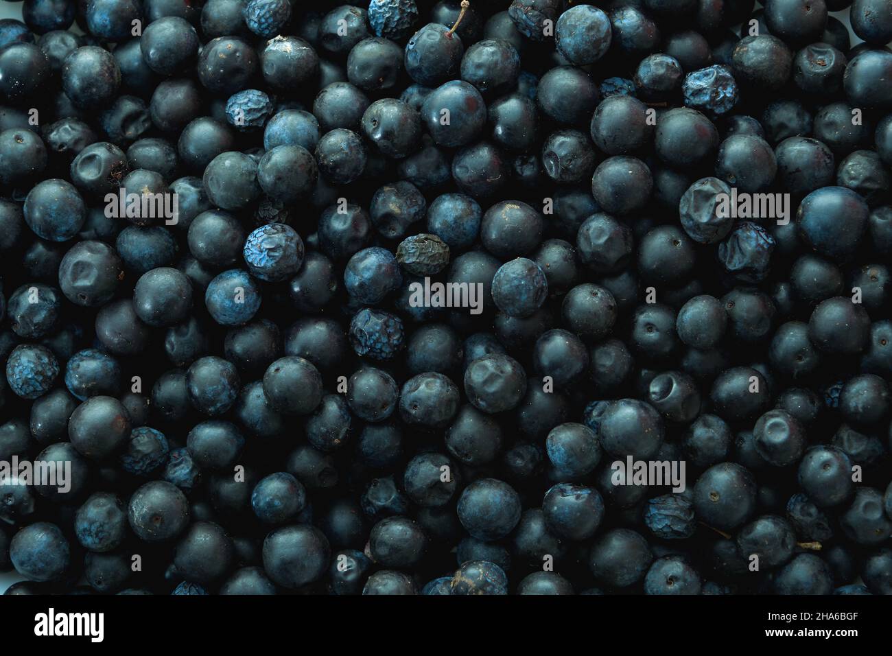 Harvest of blackthron (prunus spinosa) bluish-black sloe drupes Stock Photo