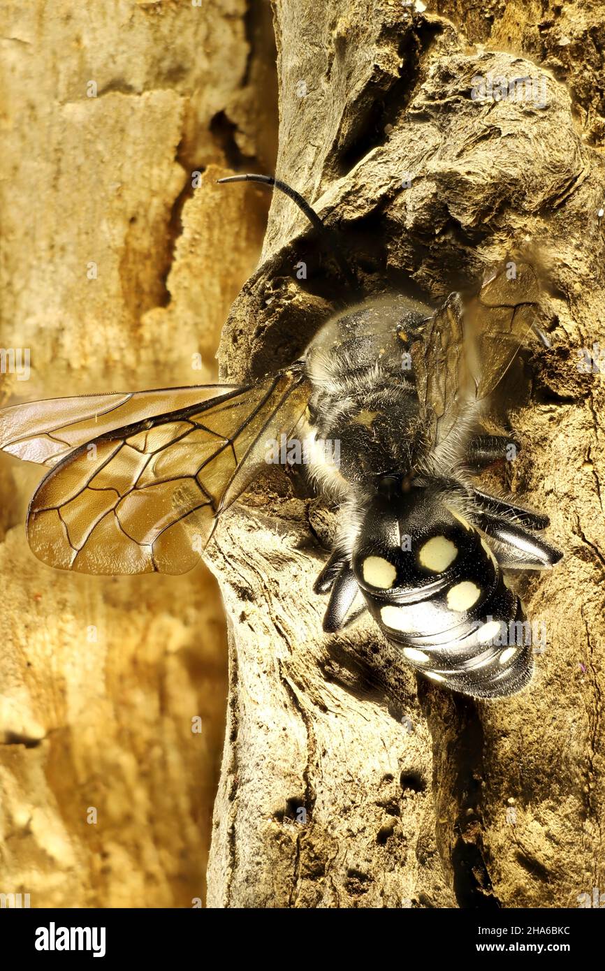 Macro dorsal view of male Flower Wasp (Thynnid) on branch Stock Photo