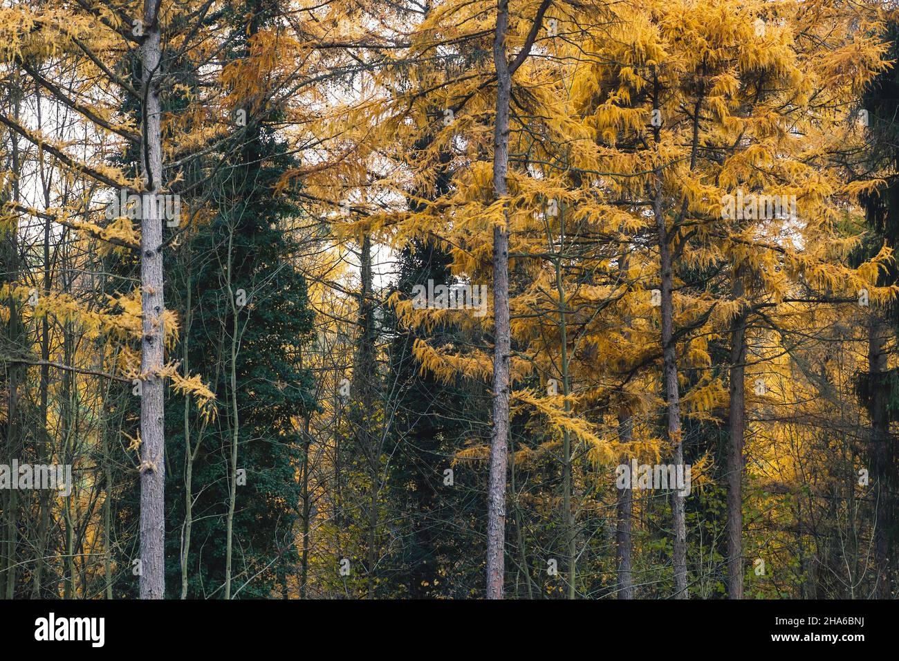 Larch trees (Larix decidua) with yellow autumnal deciduous foliage Stock Photo