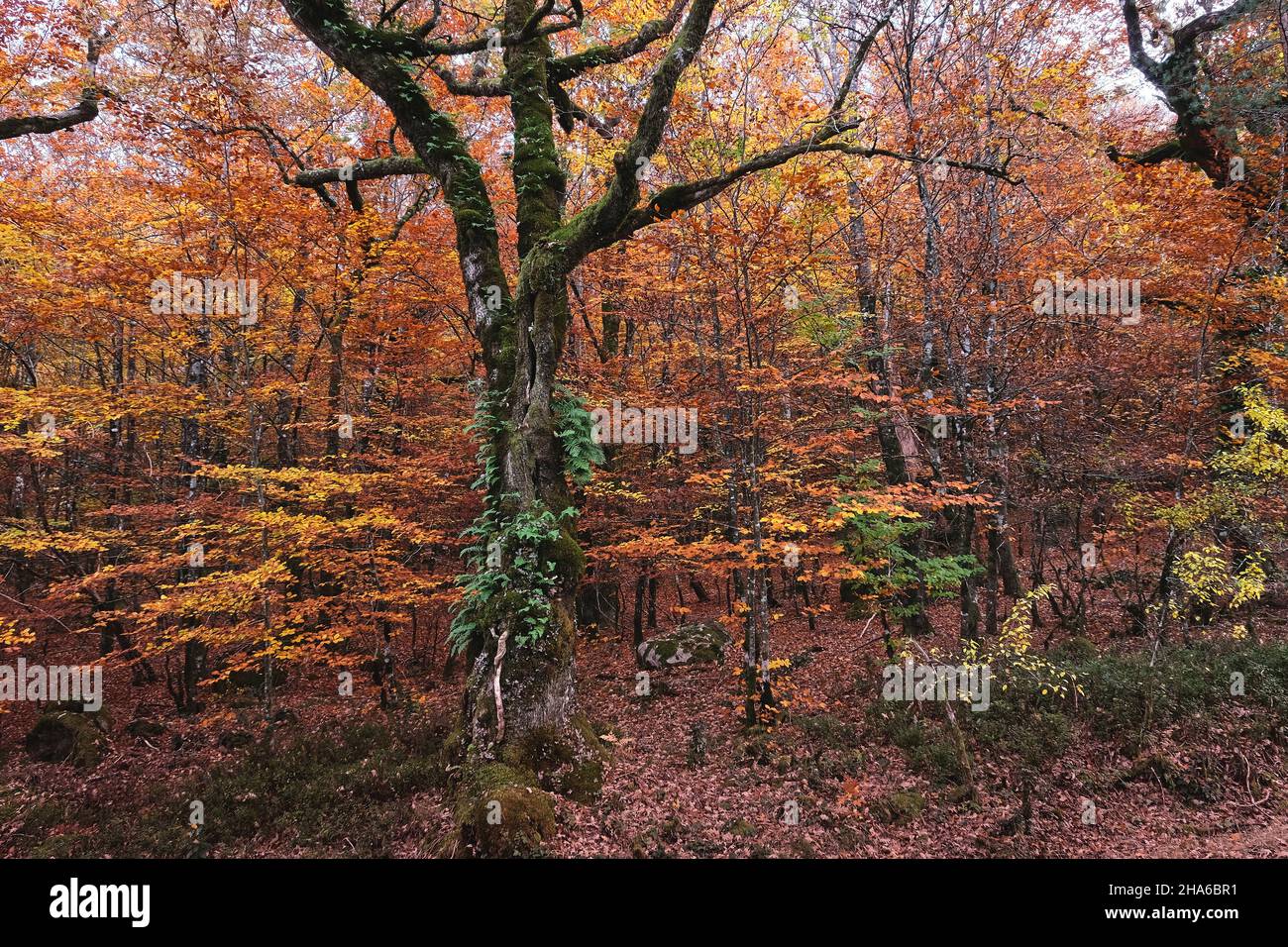 Temperate broadleaf and mixed forests with autumnal fagus sylvatica and quercus robur trees with colorful foliage in Mata da Albergaria, Peneda Geres Stock Photo