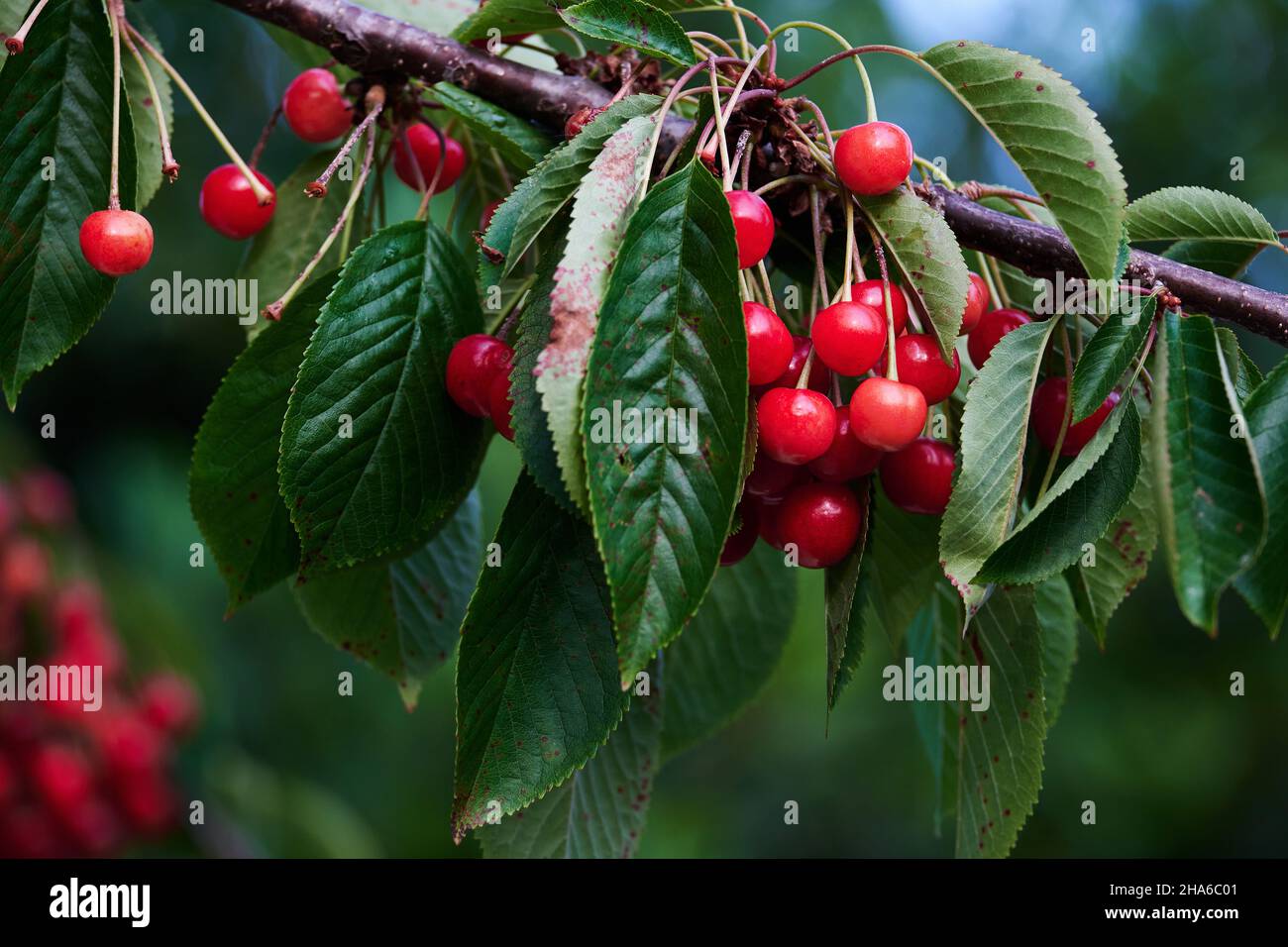 Prunus cerasus sour cherries ripening red fruits Stock Photo