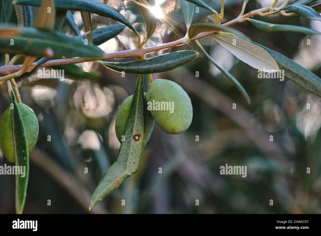 Olea europaea olive tree green immature fruits close up Stock Photo