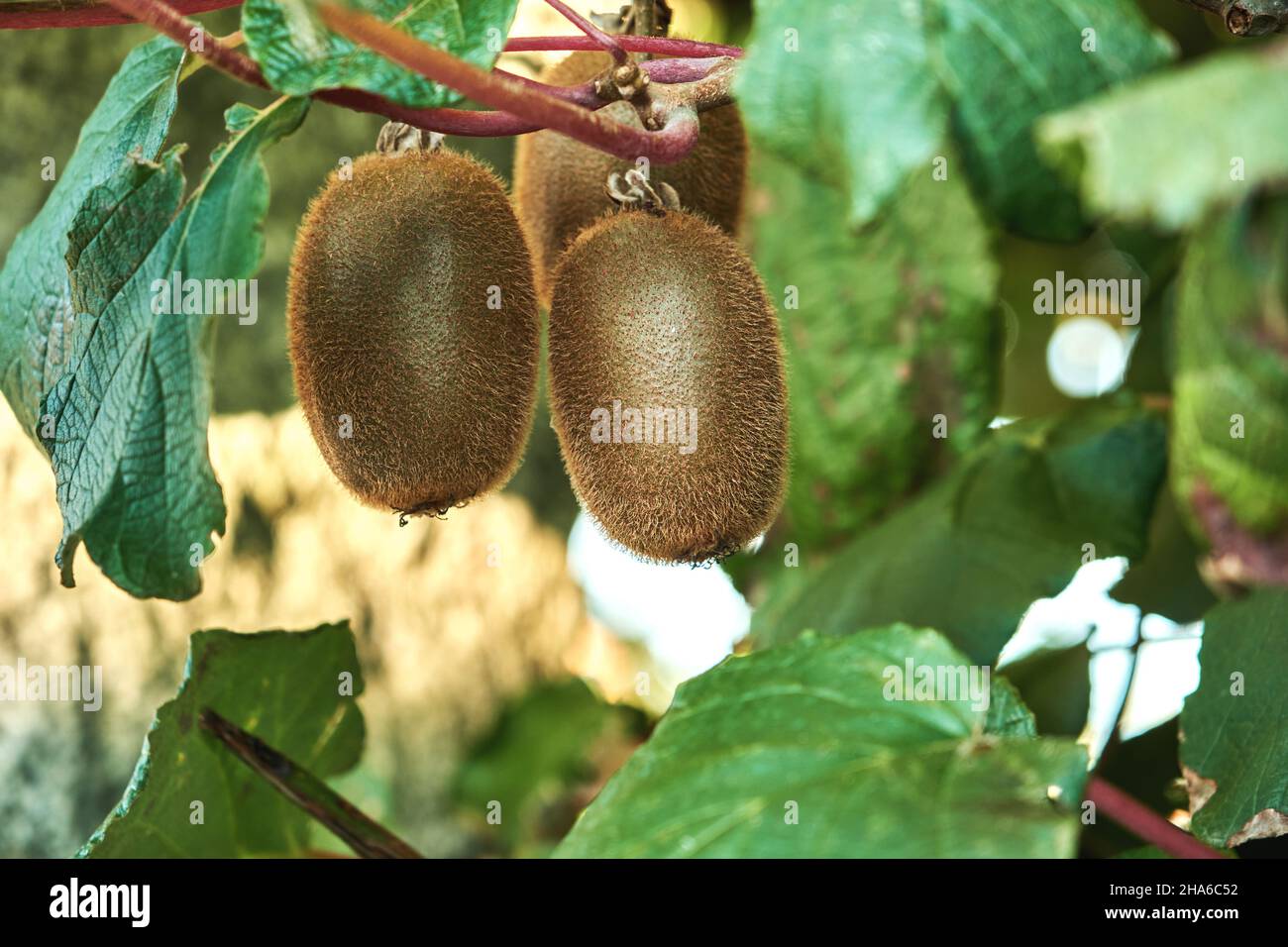 Kiwifruits growing in Actinidia deliciosa woody vine Stock Photo