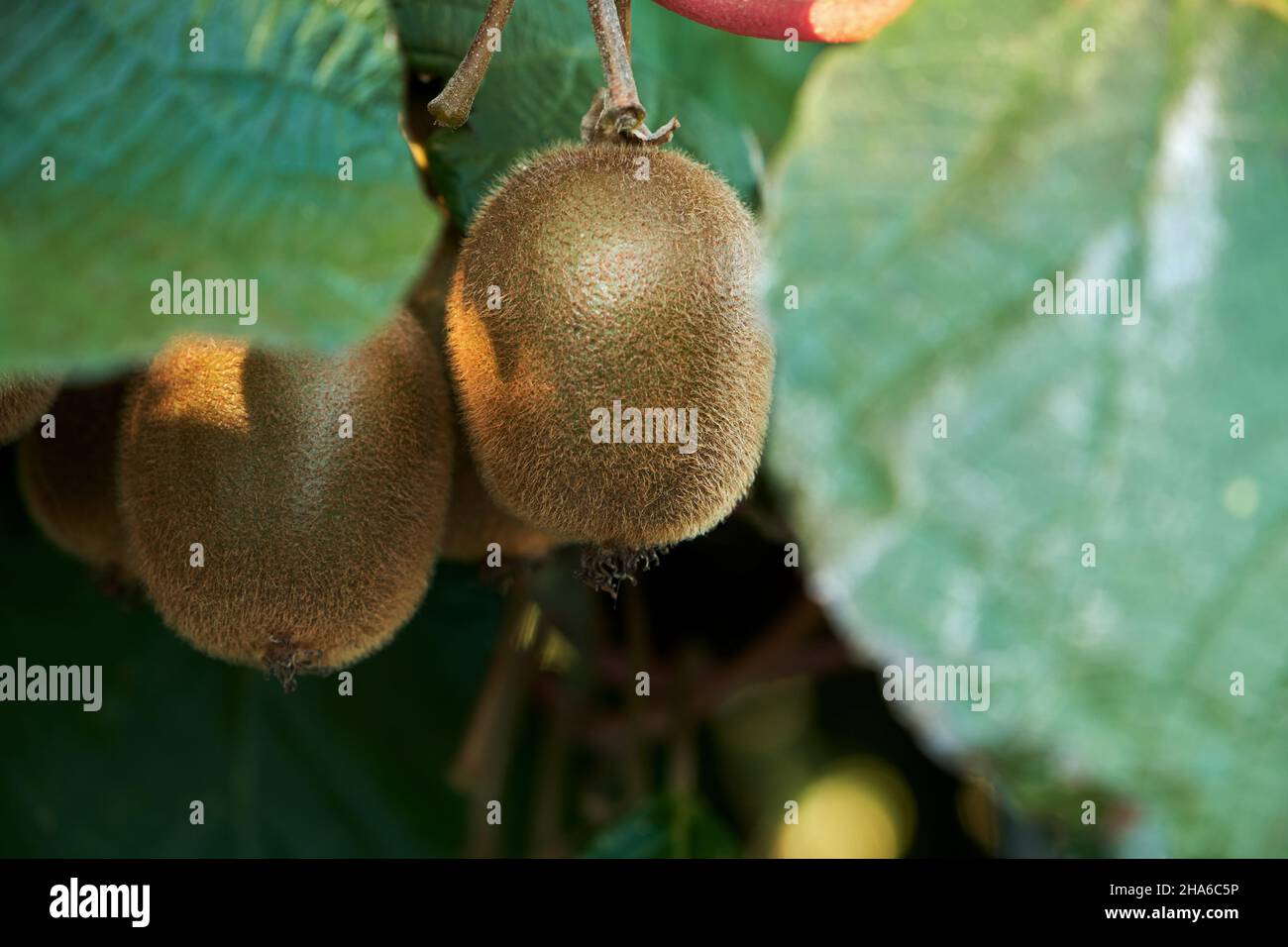 Kiwifruits growing in Actinidia deliciosa woody vine, selective focus Stock Photo
