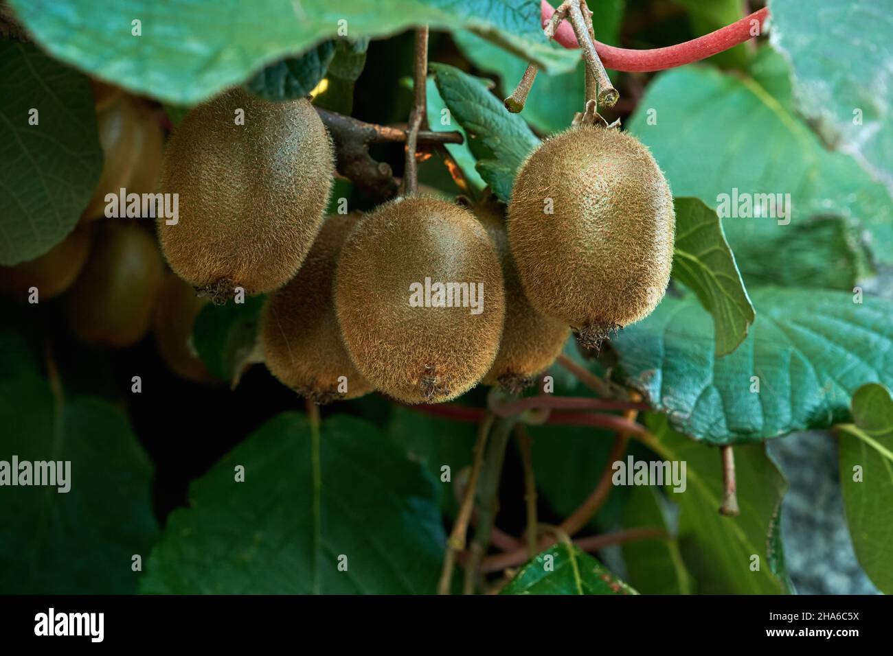 Kiwifruits growing in Actinidia deliciosa woody vine Stock Photo