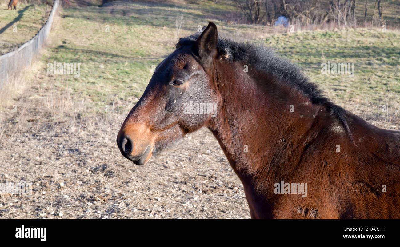 Chestnut brown horse outside in the pasture Stock Photo
