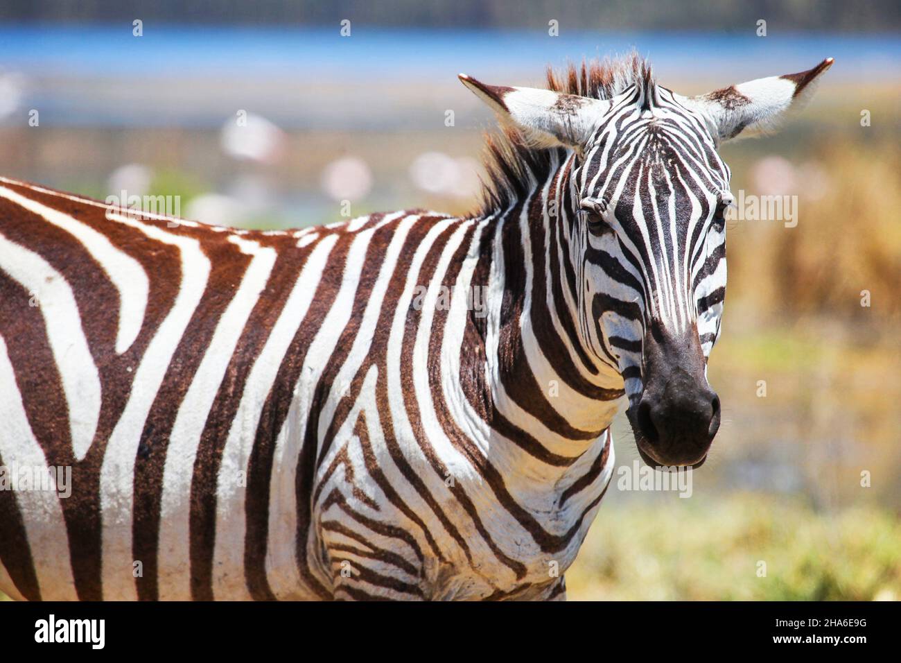 Flatten ears zebra hires stock photography and images Alamy