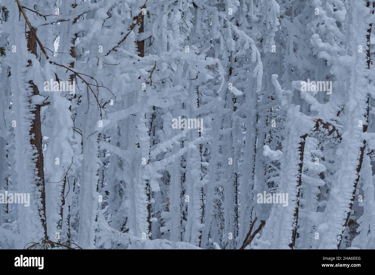 Trees covered of frosted snow after a heavy snow storm in the mountains Stock Photo