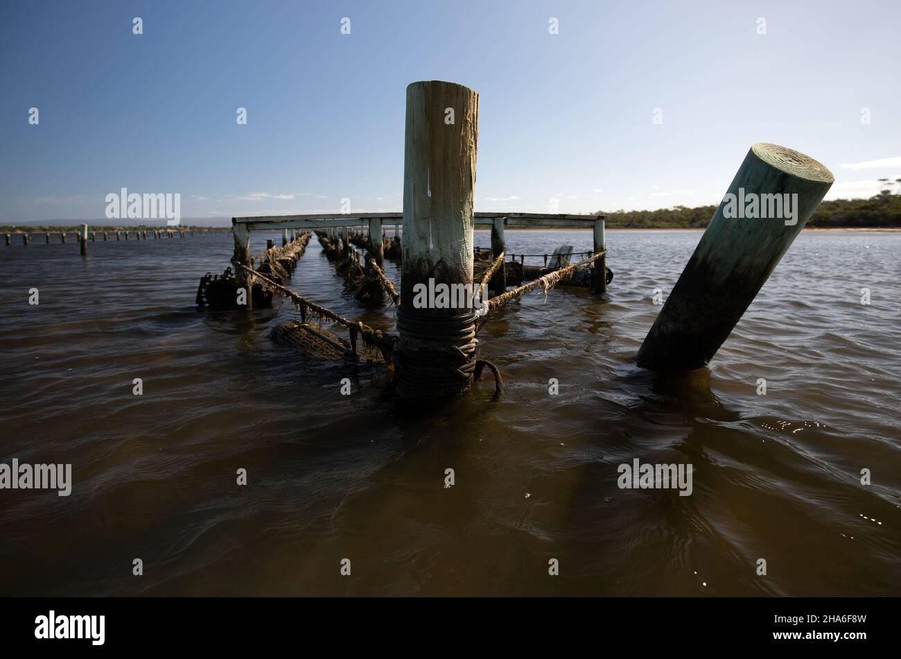 Oyster Farming in Great Oyster Bay, Tasmania Stock Photo Alamy
