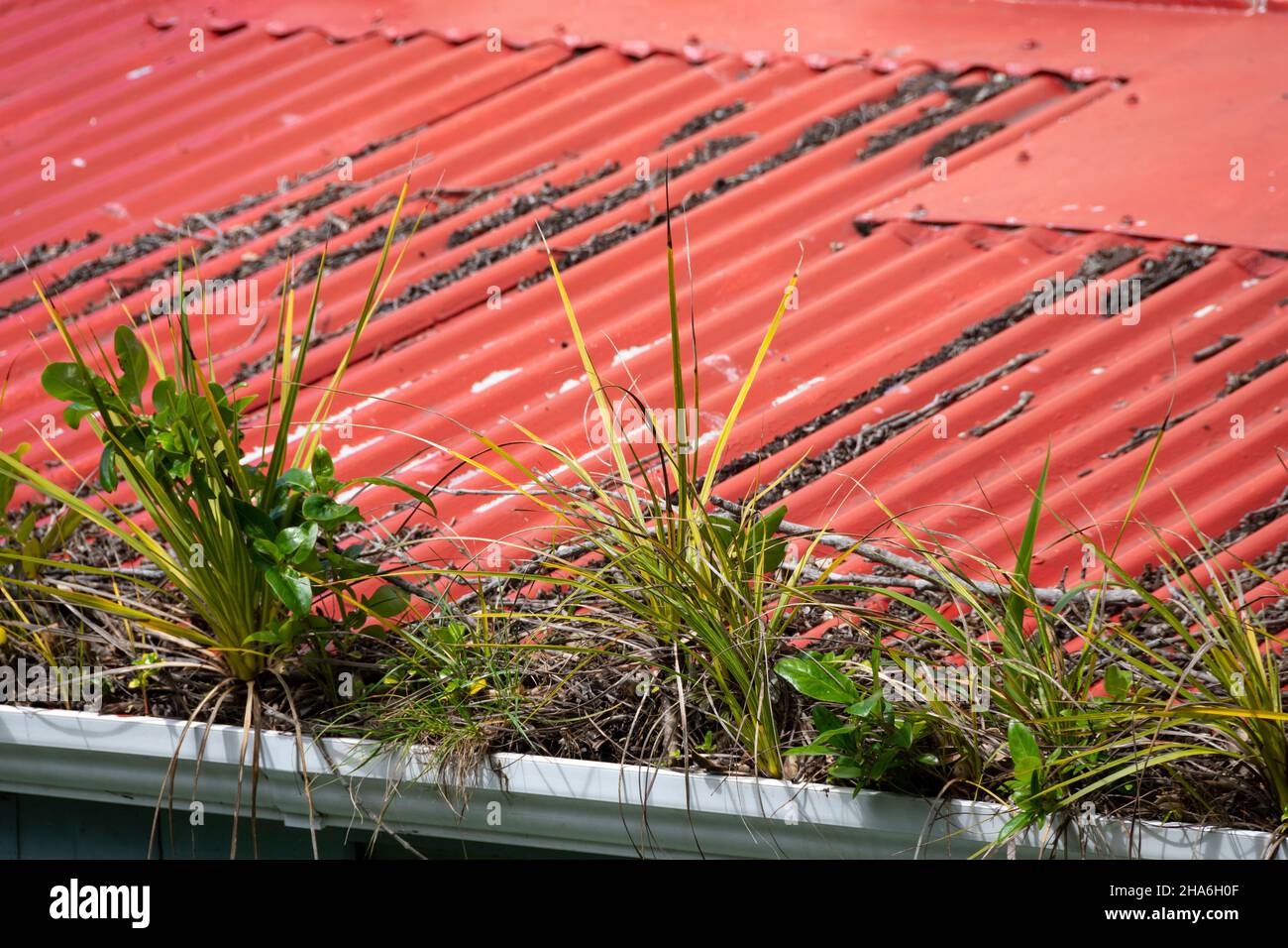 Weeds growing in gutter of house, Wellington, North Island, New Zealand