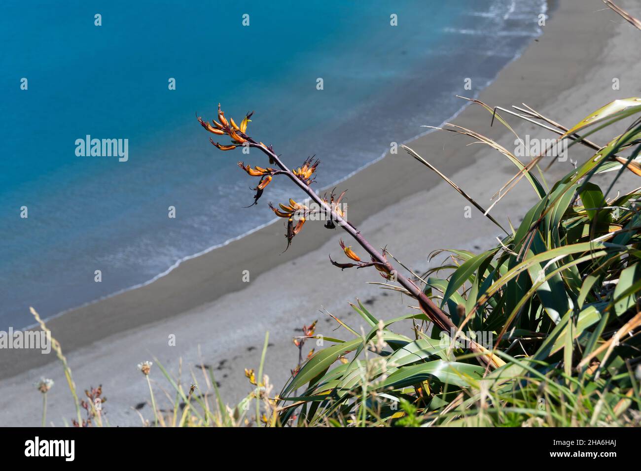 Flax plant above the beach and sea at Breaker Bay, Wellington, North Island, New Zealand Stock Photo