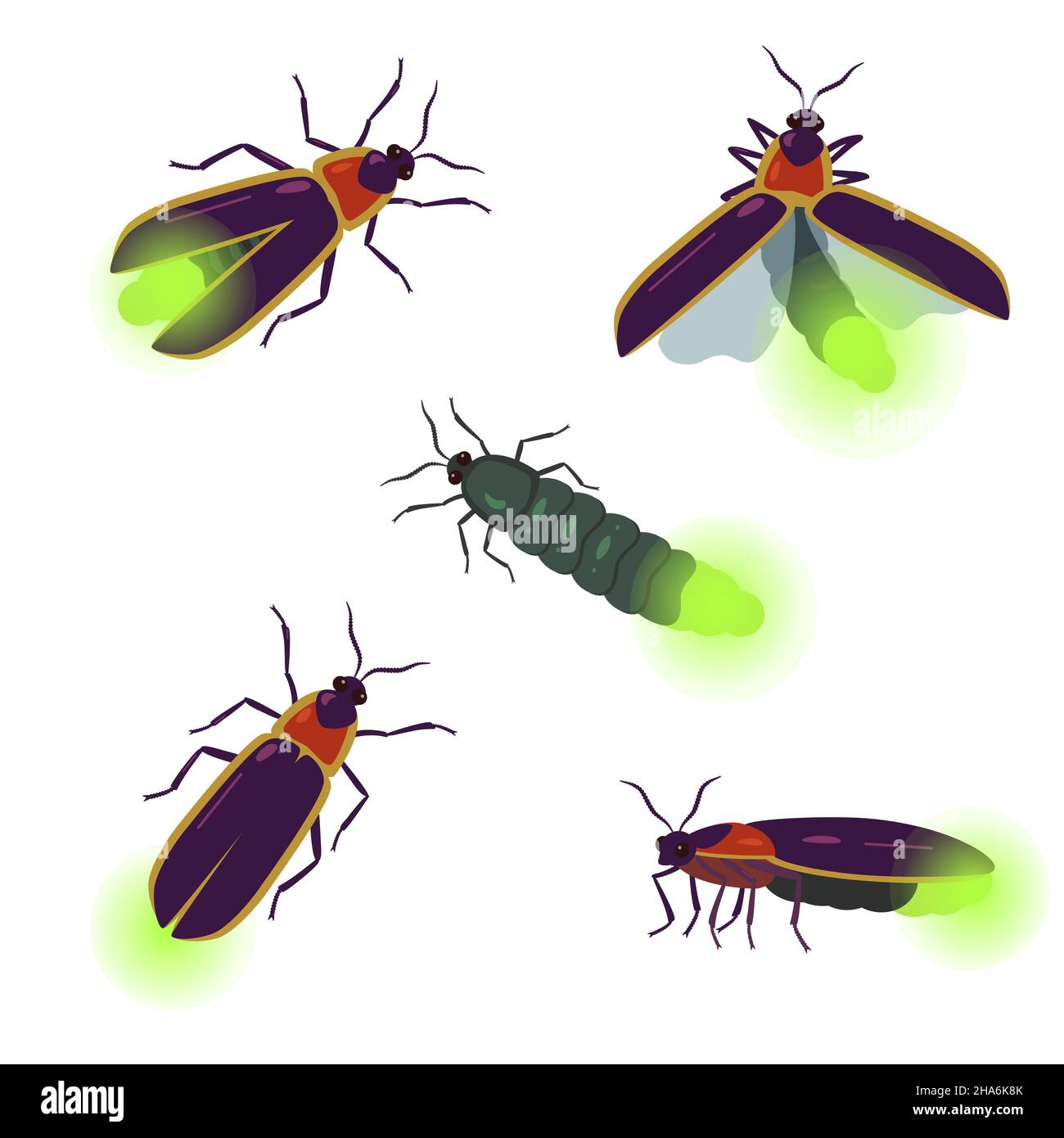 Vector set of firefly beetle drawings with different angles isolated on white background. Stock Vector