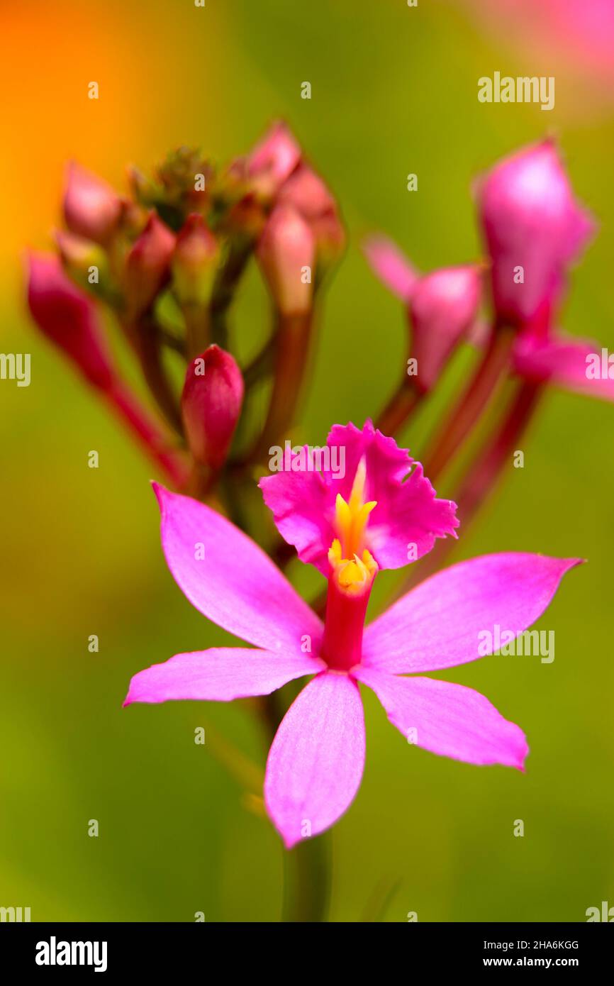 Vertical shot of pink epidendrum orchids against a blurred background Stock Photo