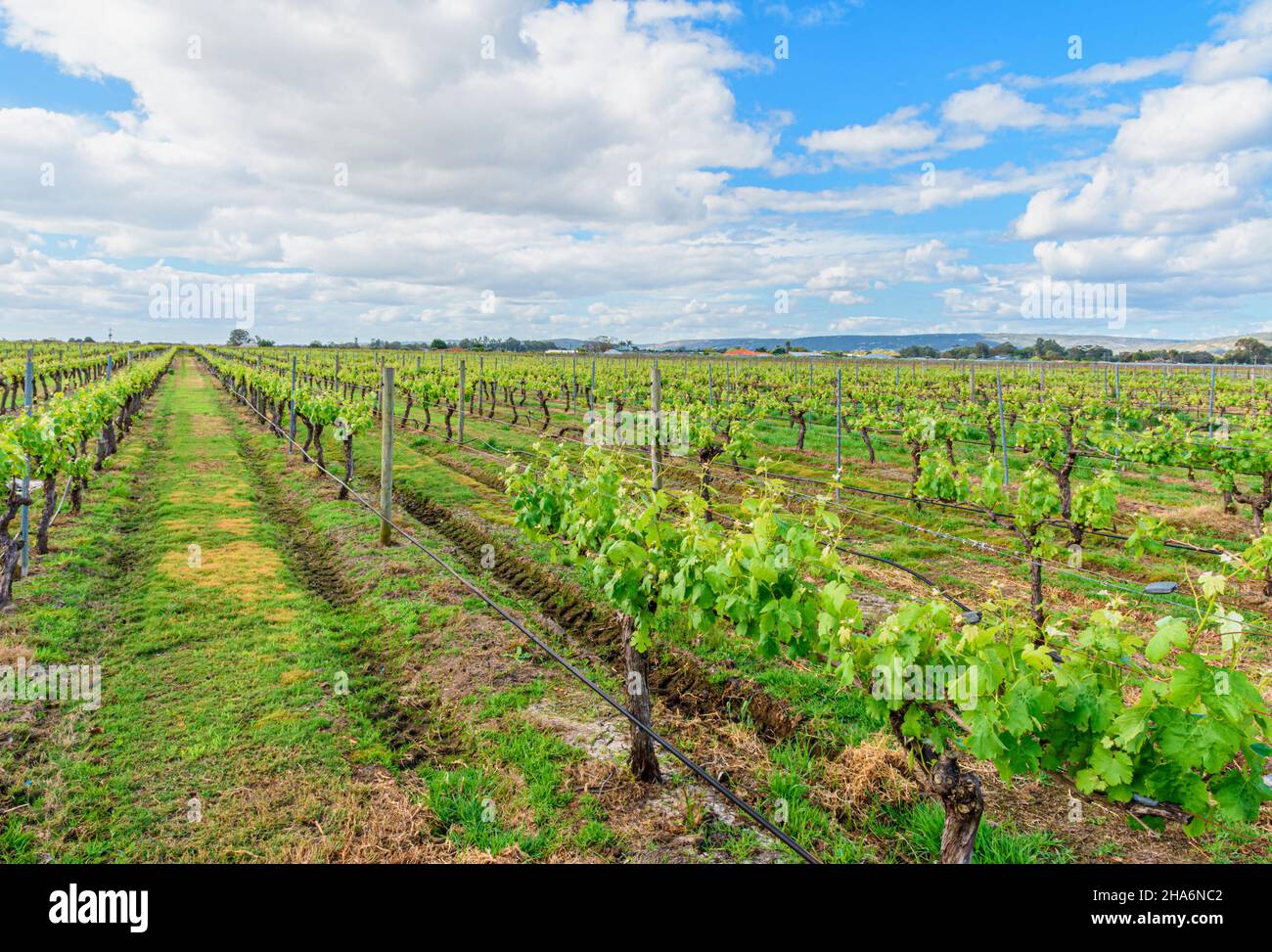 Oakover Grounds vineyard in Spring, Swan Valley, Middle Swan, Western Australia Stock Photo