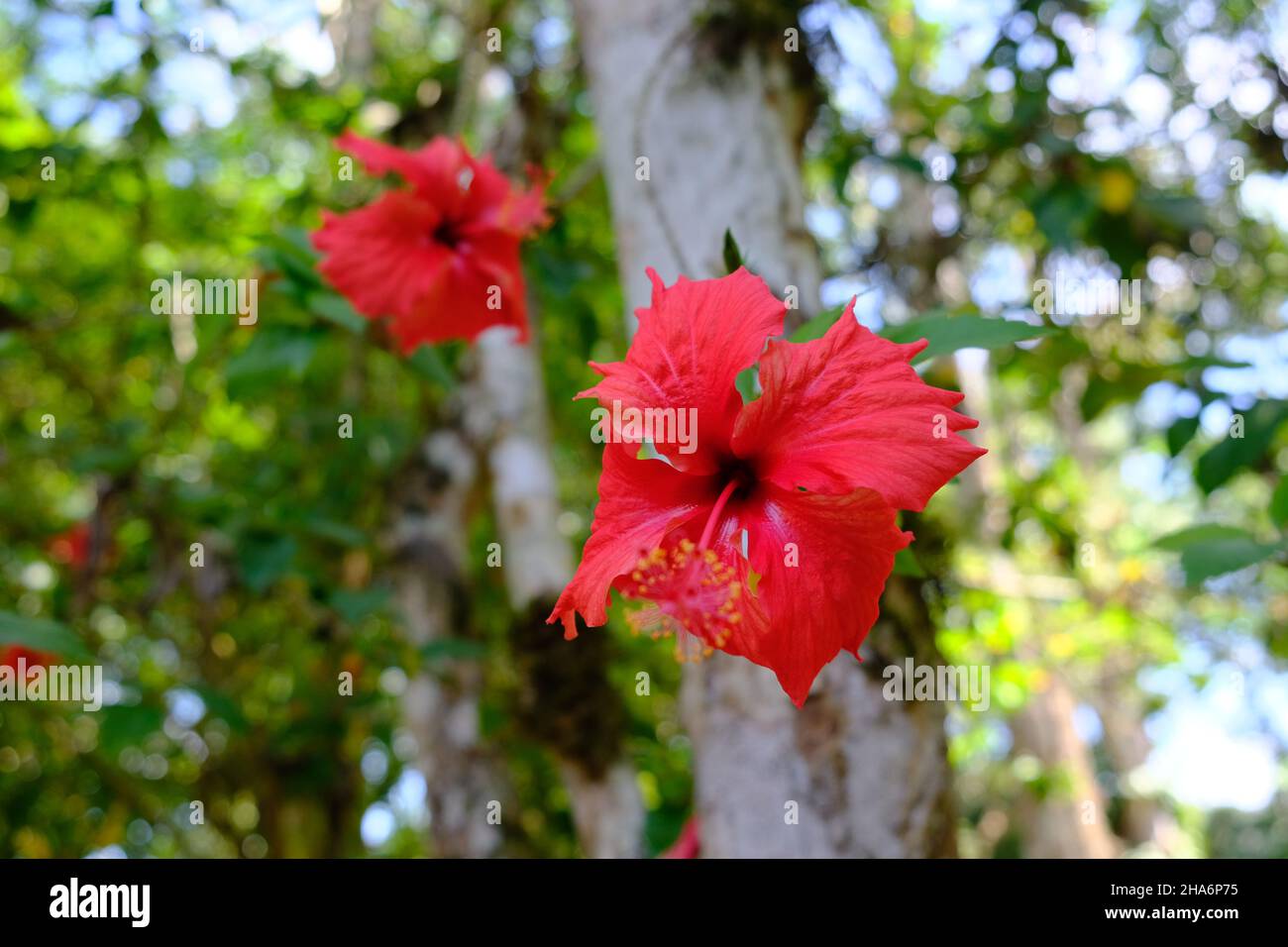 Mexico Frontera Corozal Usumacinta River Yaxchilan - Hibiscus rosa-sinensis - China rose  - Hibiscus Stock Photo