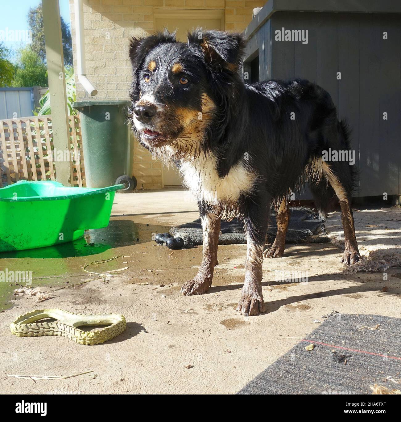 A naughty and very wet Border Collie pup covered in mud Stock Photo