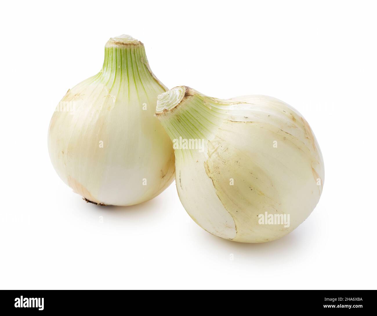 Two new onions on a white background. Stock Photo