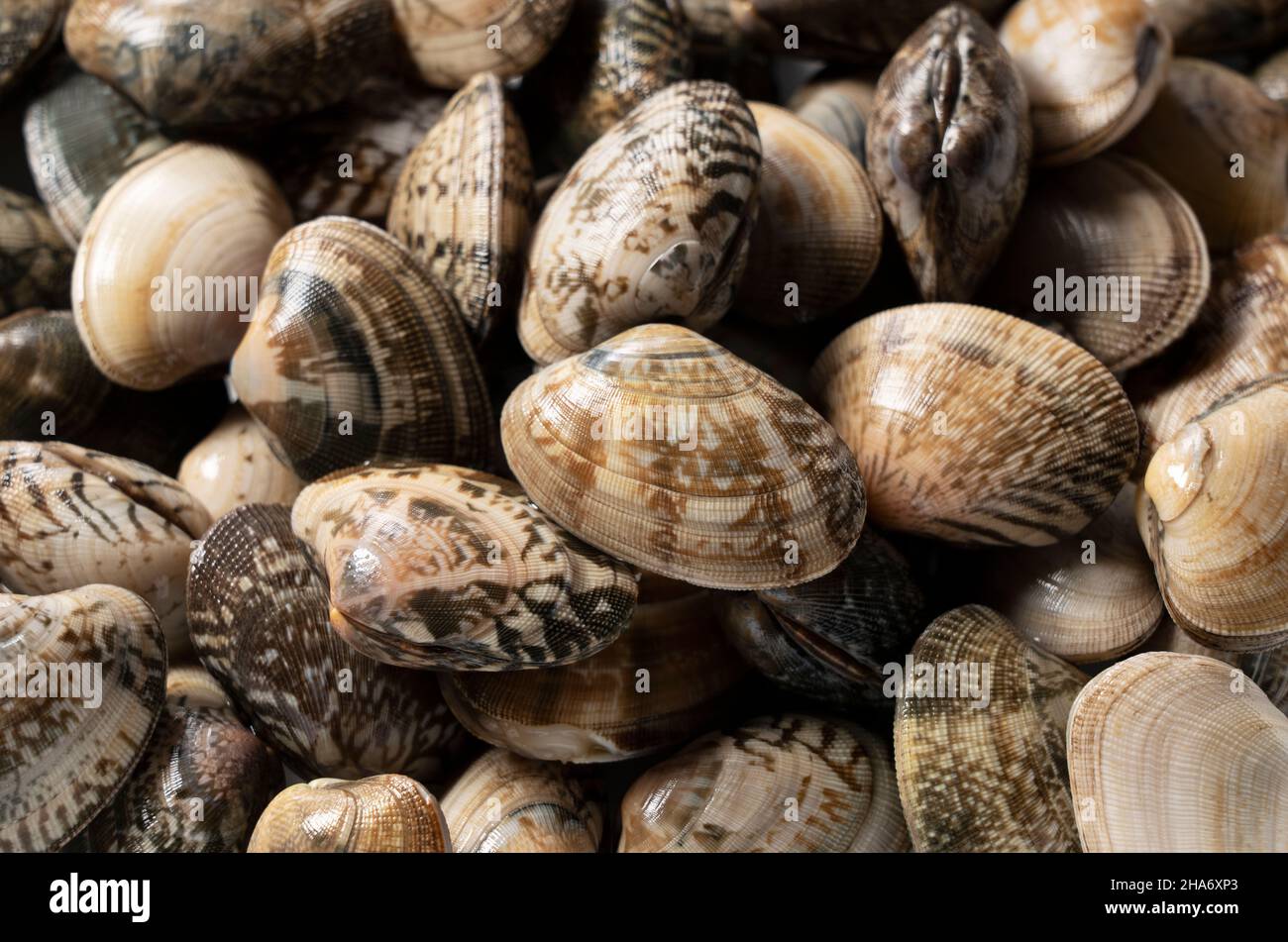 Mollusk bivalves hires stock photography and images Alamy