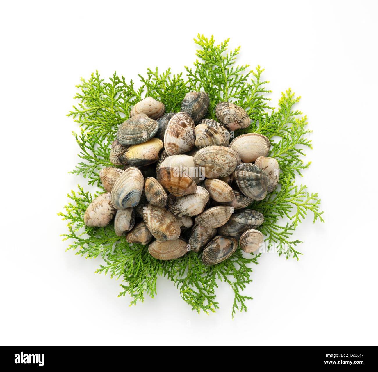 Asari clams on Japanese cypress leaves placed on a white background. View from above Stock Photo