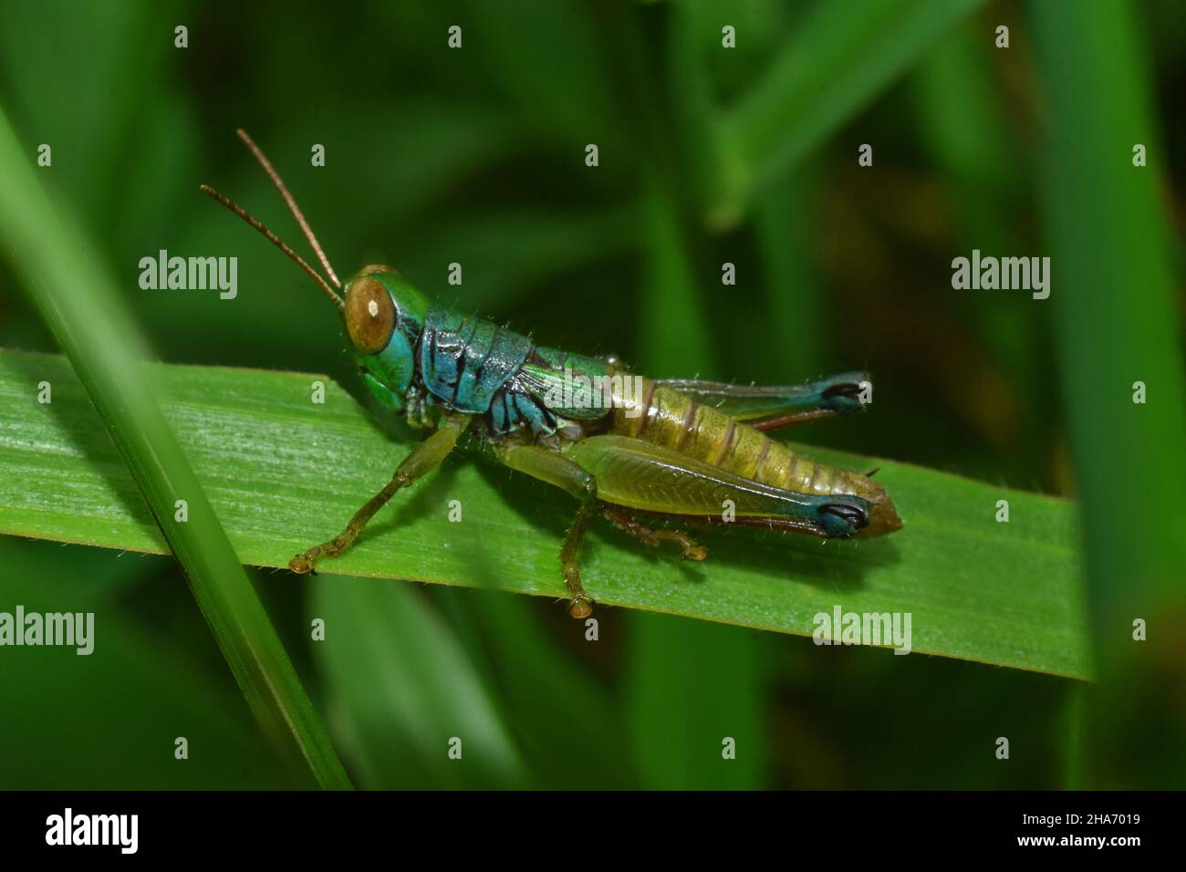 Caryanda spuria is a species of short-horned grasshopper in the family Acrididae. It is found mainly in Indonesia, Singapore, and Malaysia. Stock Photo
