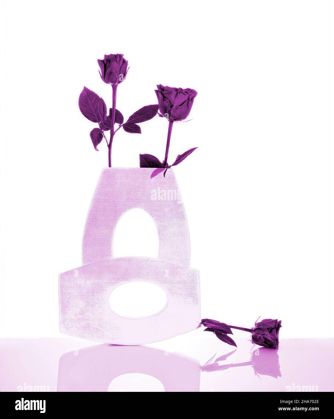 Two pink vases placed at different angles on a white background and filled with purple roses Stock Photo