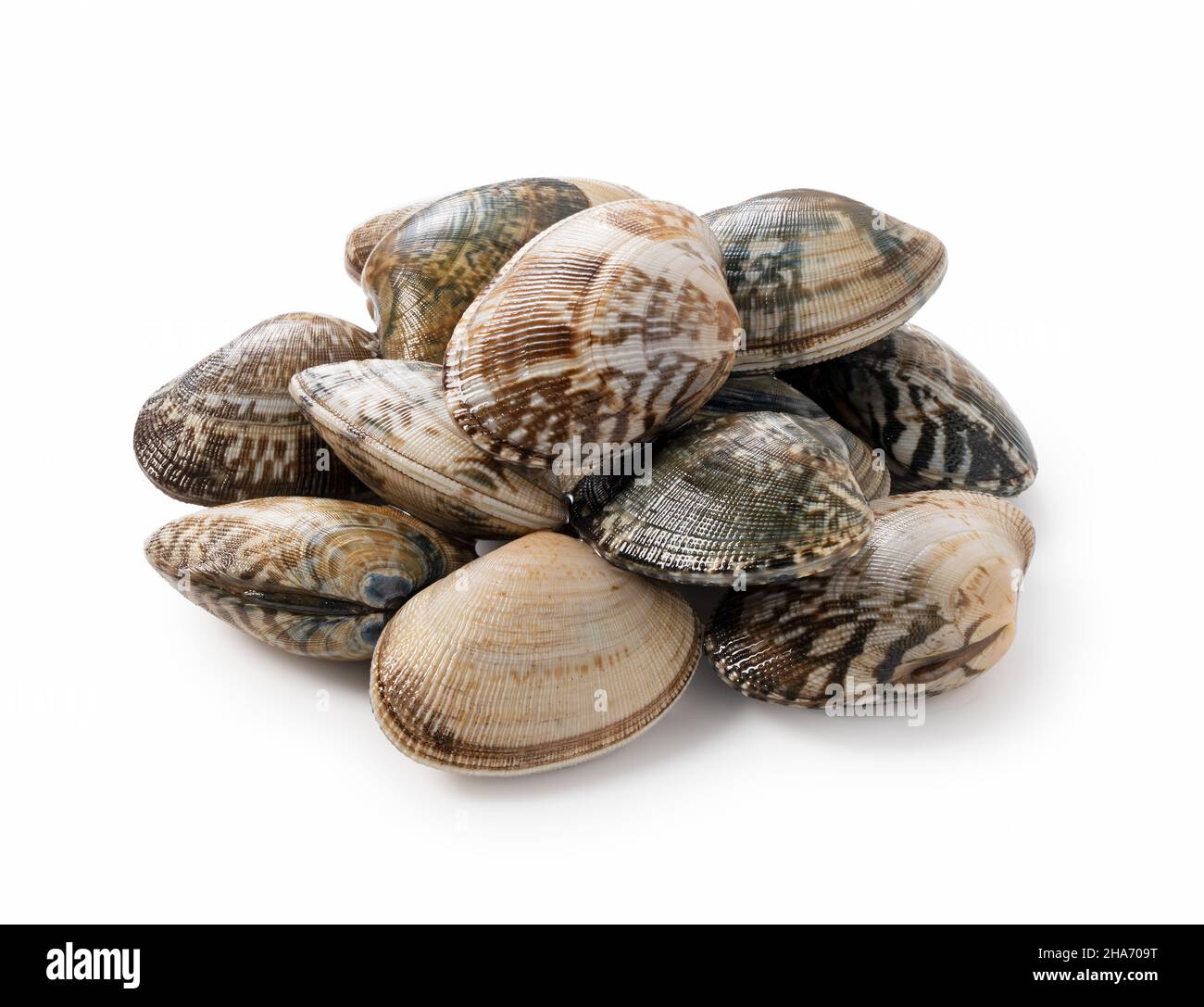Multiple asari clams on a white background Stock Photo