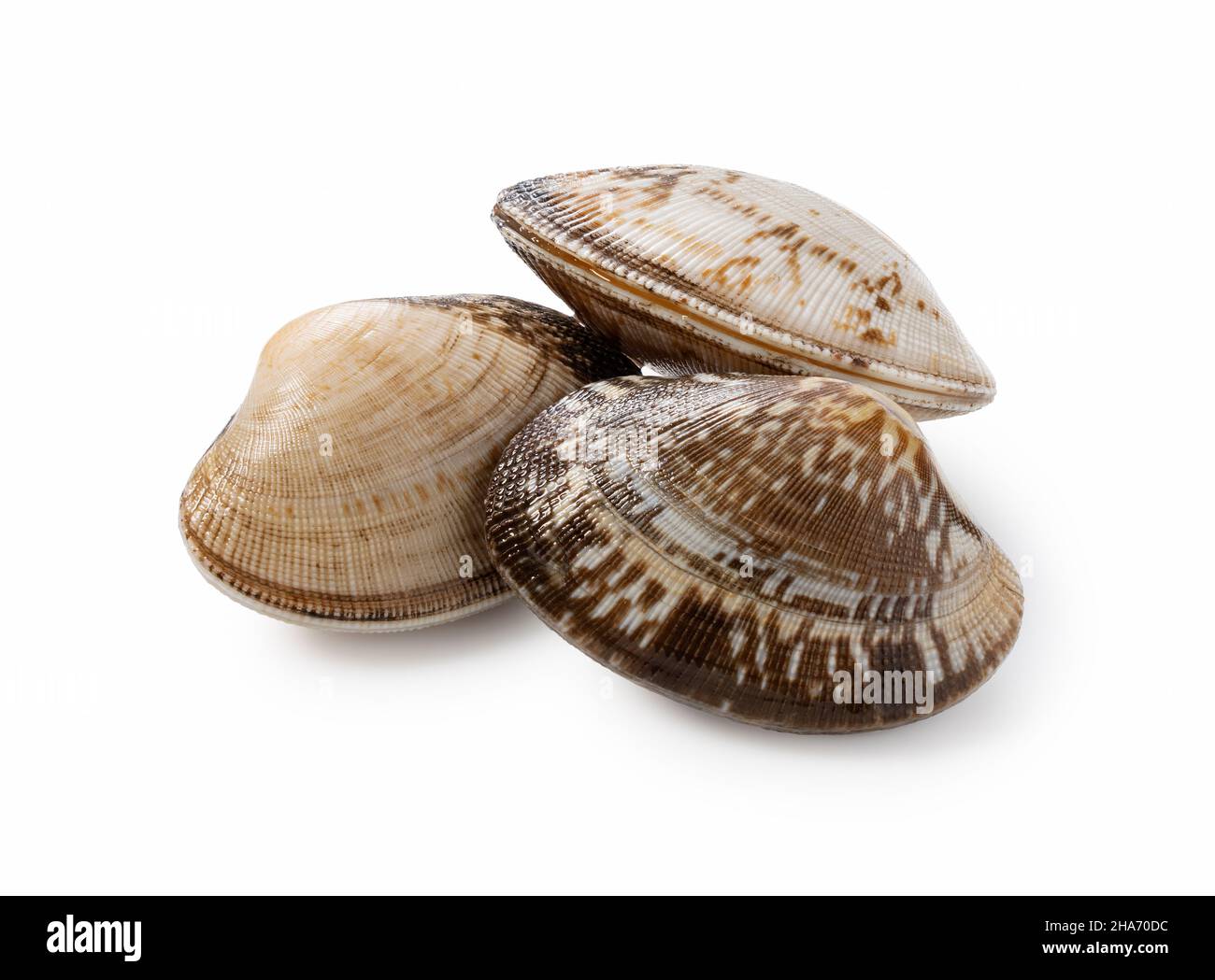 Multiple asari clams on a white background Stock Photo