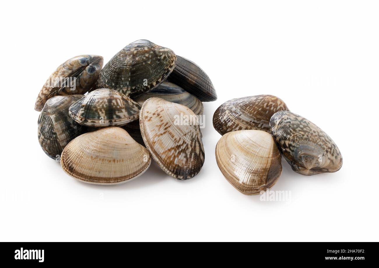 Multiple asari clams on a white background Stock Photo