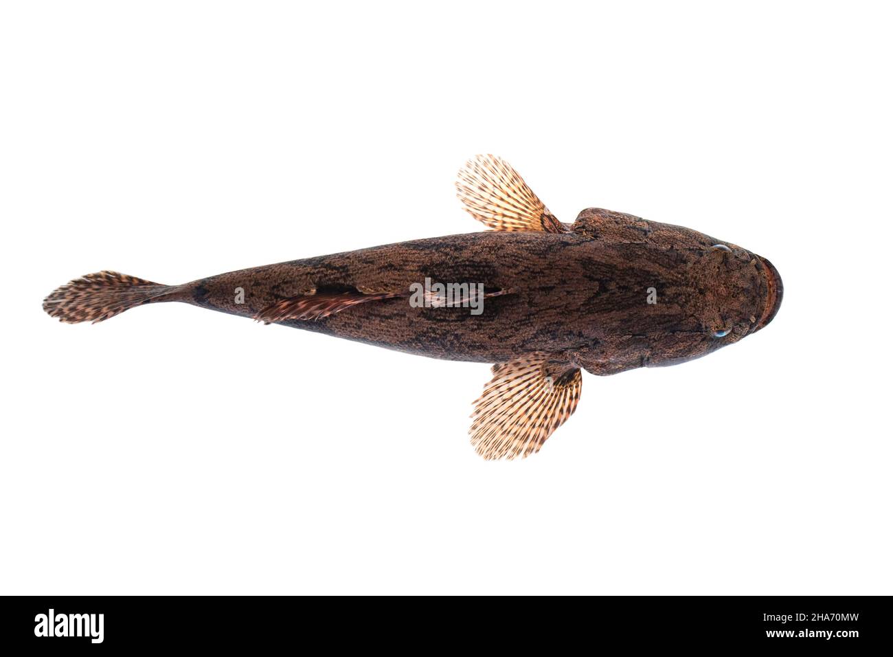 Image of fresh goby fish on a white background. Aquatic animals. Stock Photo