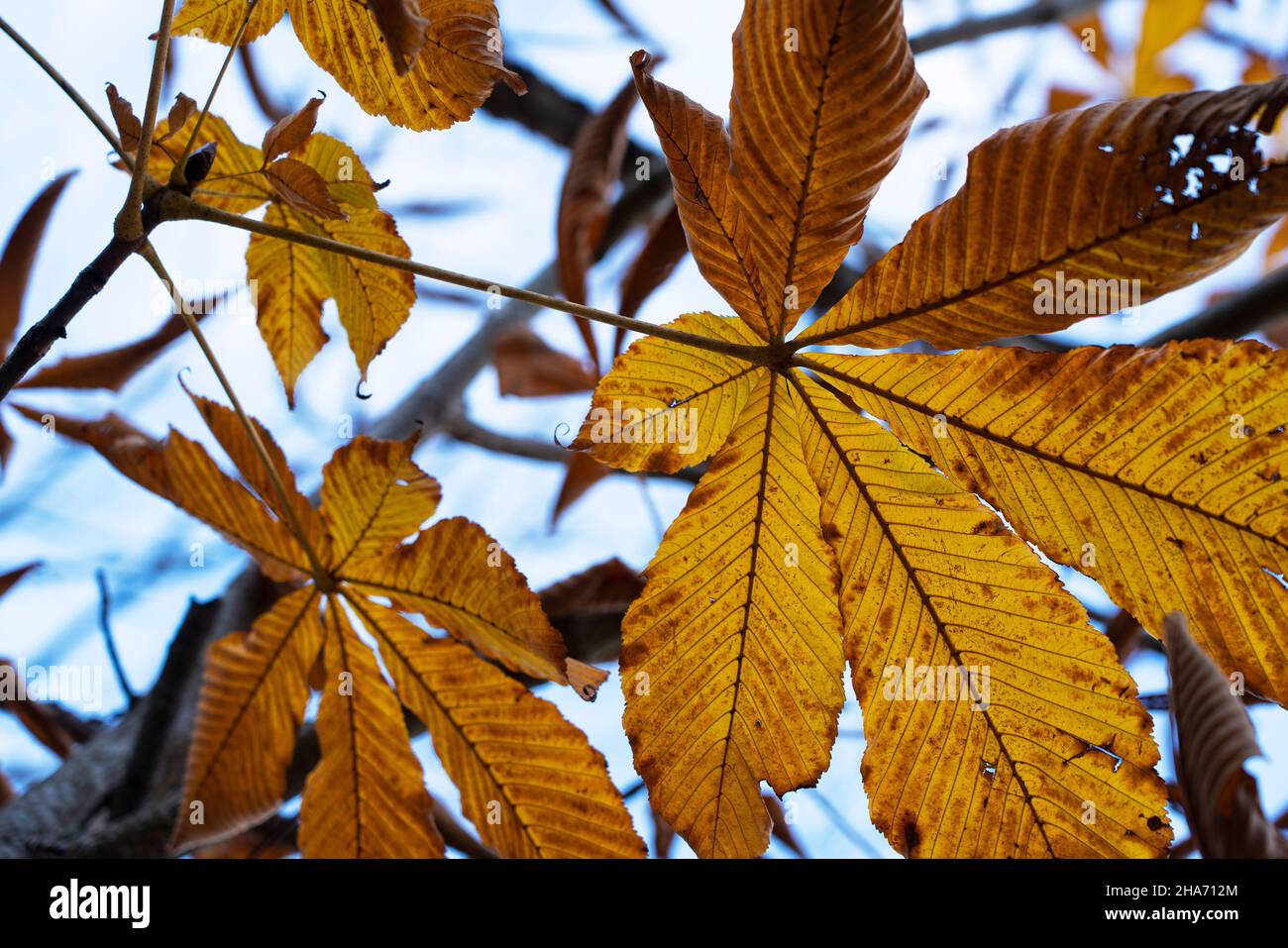 Japanese horse chestnut leaves and the sky. Autumn foliage image Stock Photo