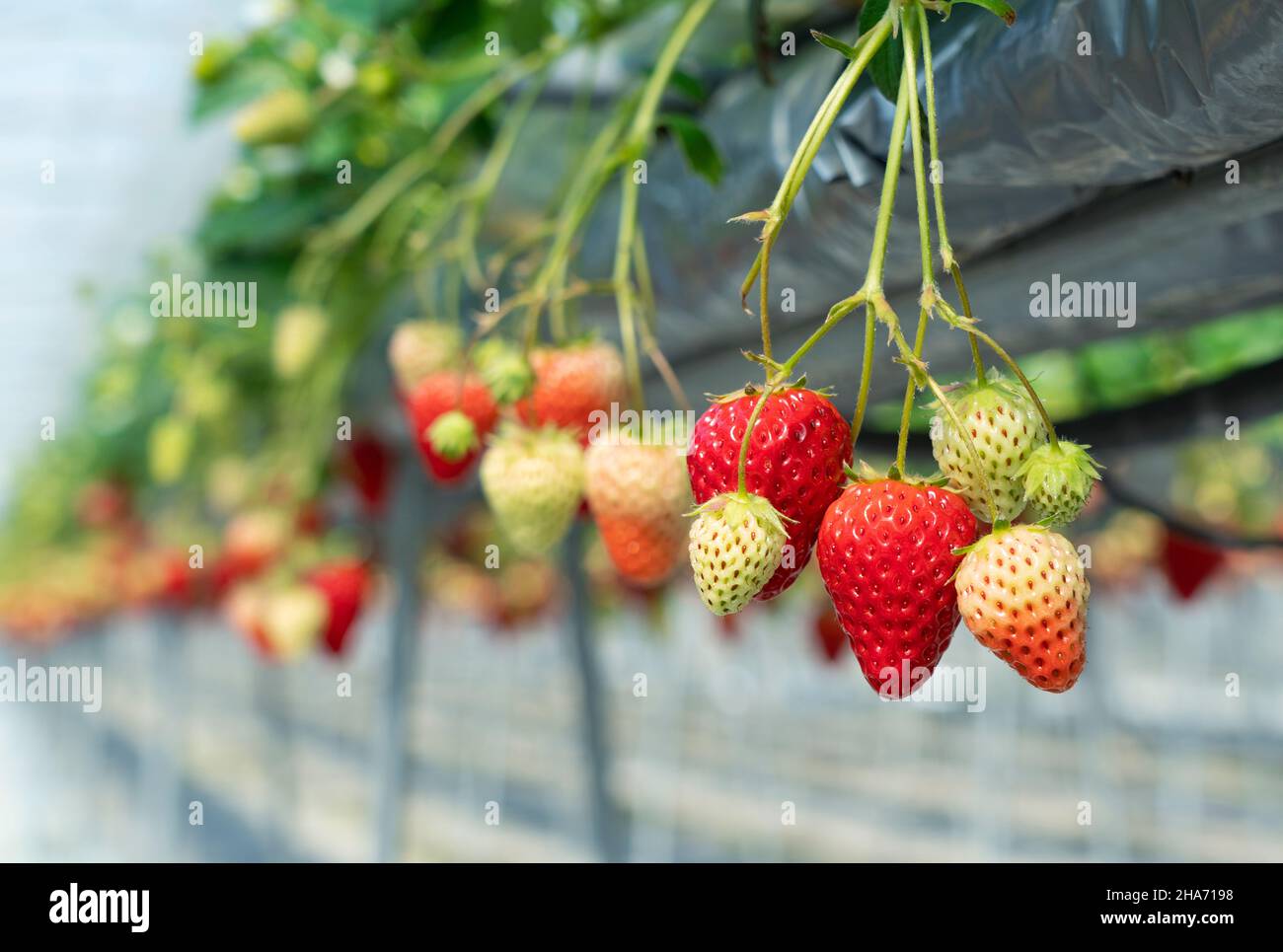Strawberries grown hydroponically in a plastic greenhouse. Image of