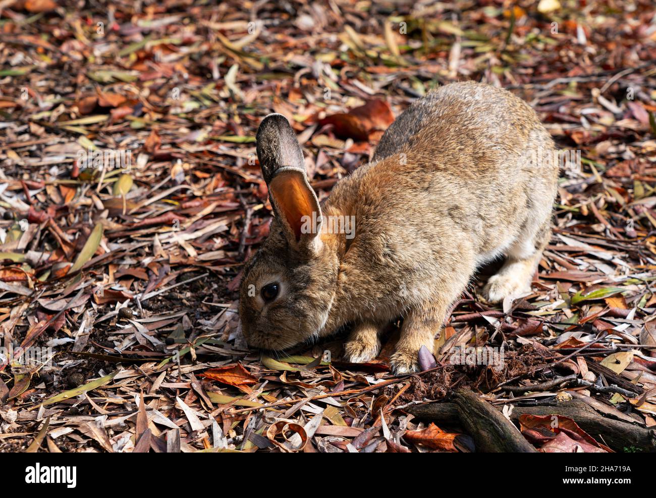 Fallen ear hi-res stock photography and images - Alamy