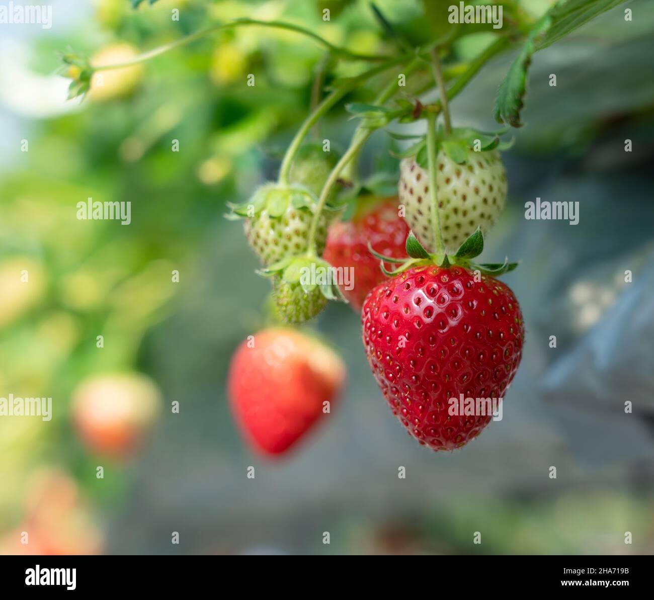Strawberries grown hydroponically in a plastic greenhouse. Image of