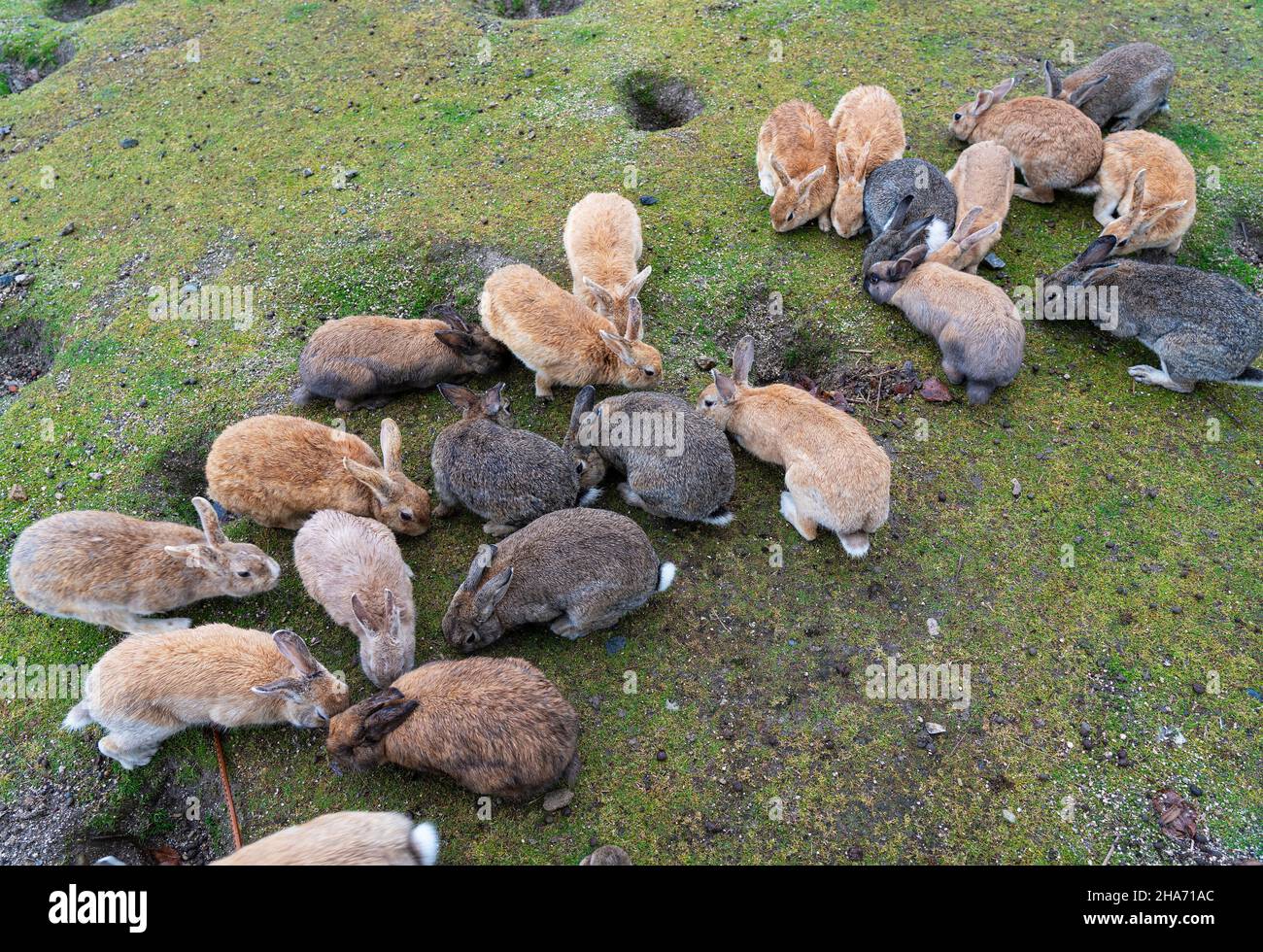 A group of rabbits gathering for food Stock Photo Alamy