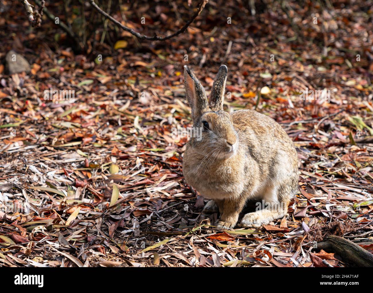 Fallen ear hi-res stock photography and images - Alamy