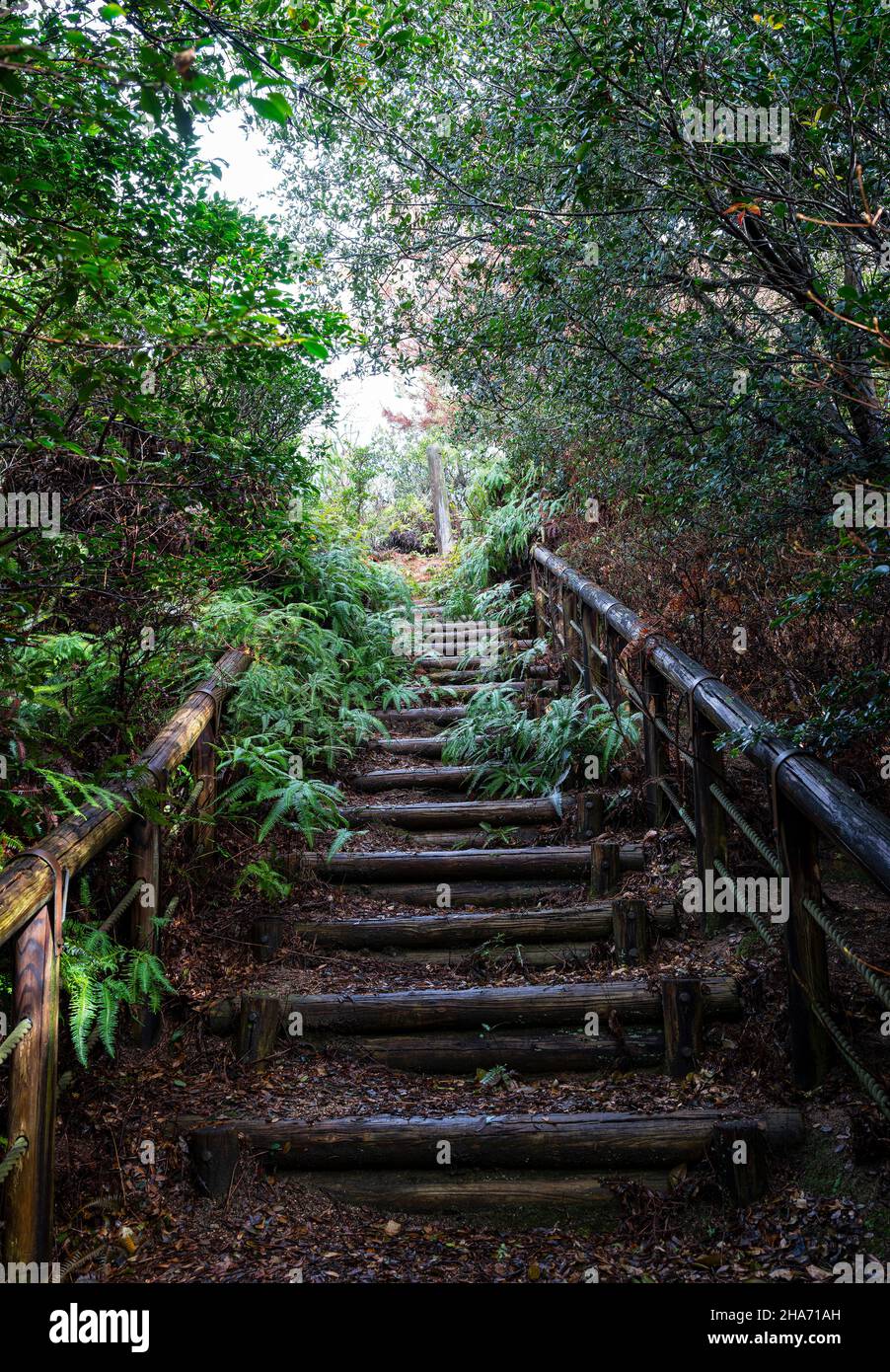 日本の庭 AN APPROACH TO NATURE Hiking path with stairs in Japanese forest. Nature adventure