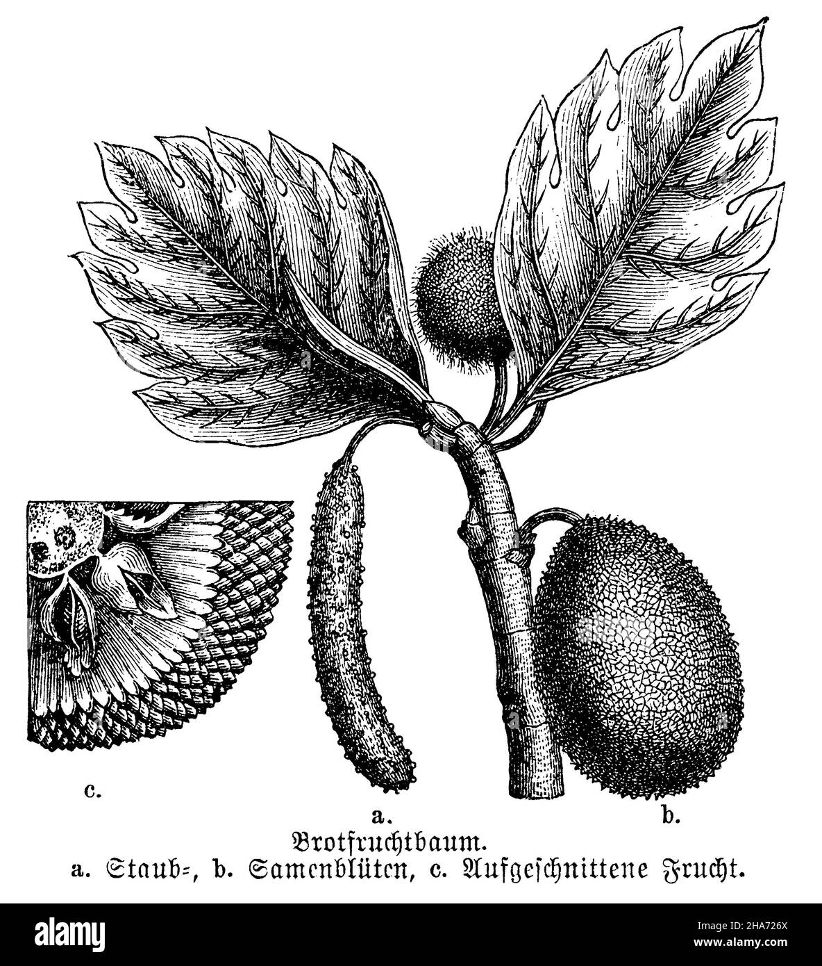 breadfruit , Artocarpus altilis Syn. Artocarpus communis, Artocarpus incisus,  (biology book, 1898) Stock Photo
