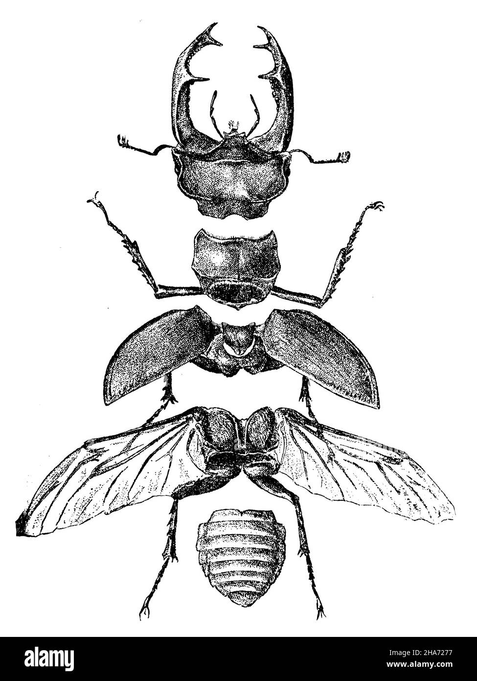 Insekten skelett hi-res stock photography and images - Alamy