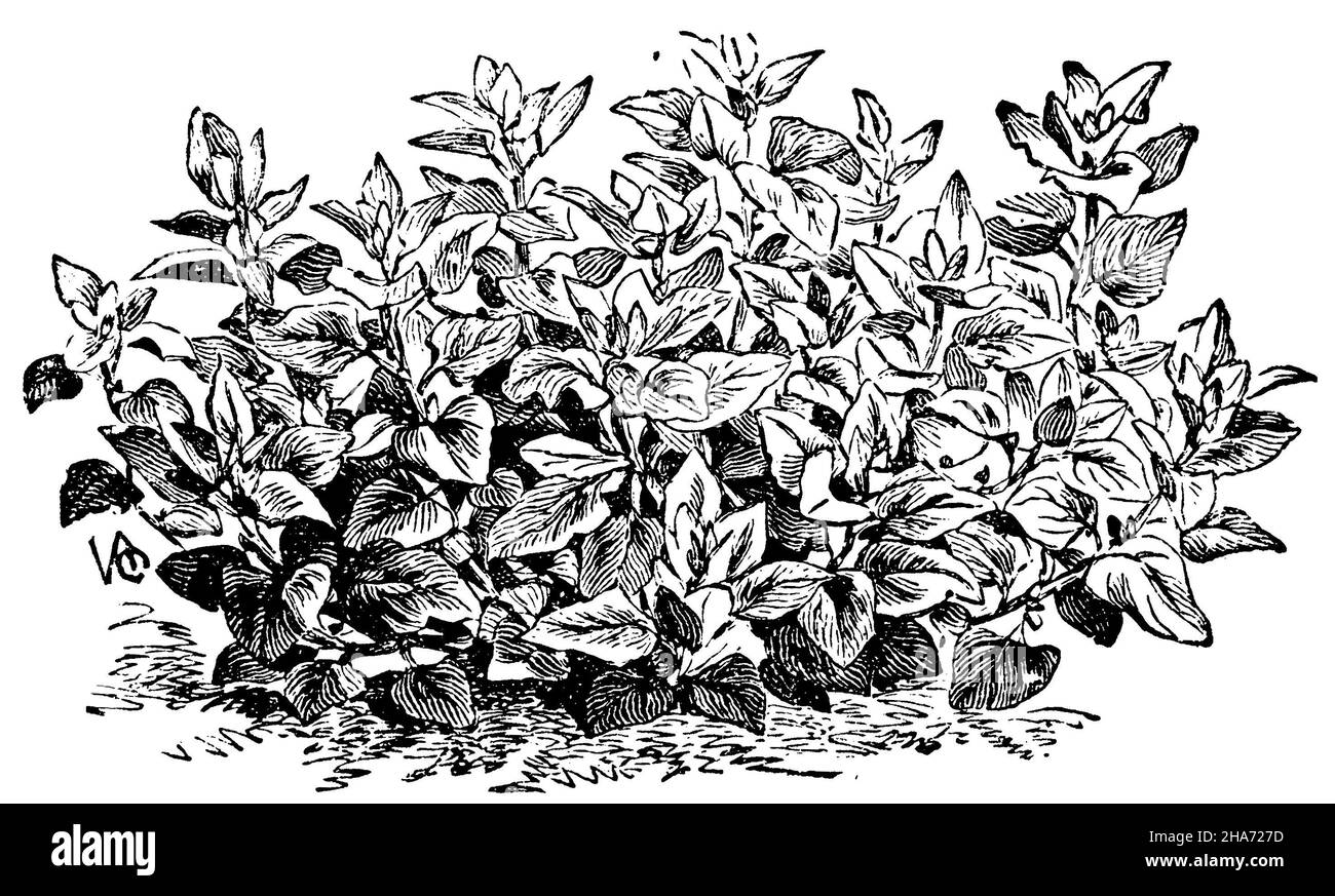 New Zealand spinach, Tetragonia tetragonioide, Thiebault und E.G. (garden book, 1915) Stock Photo