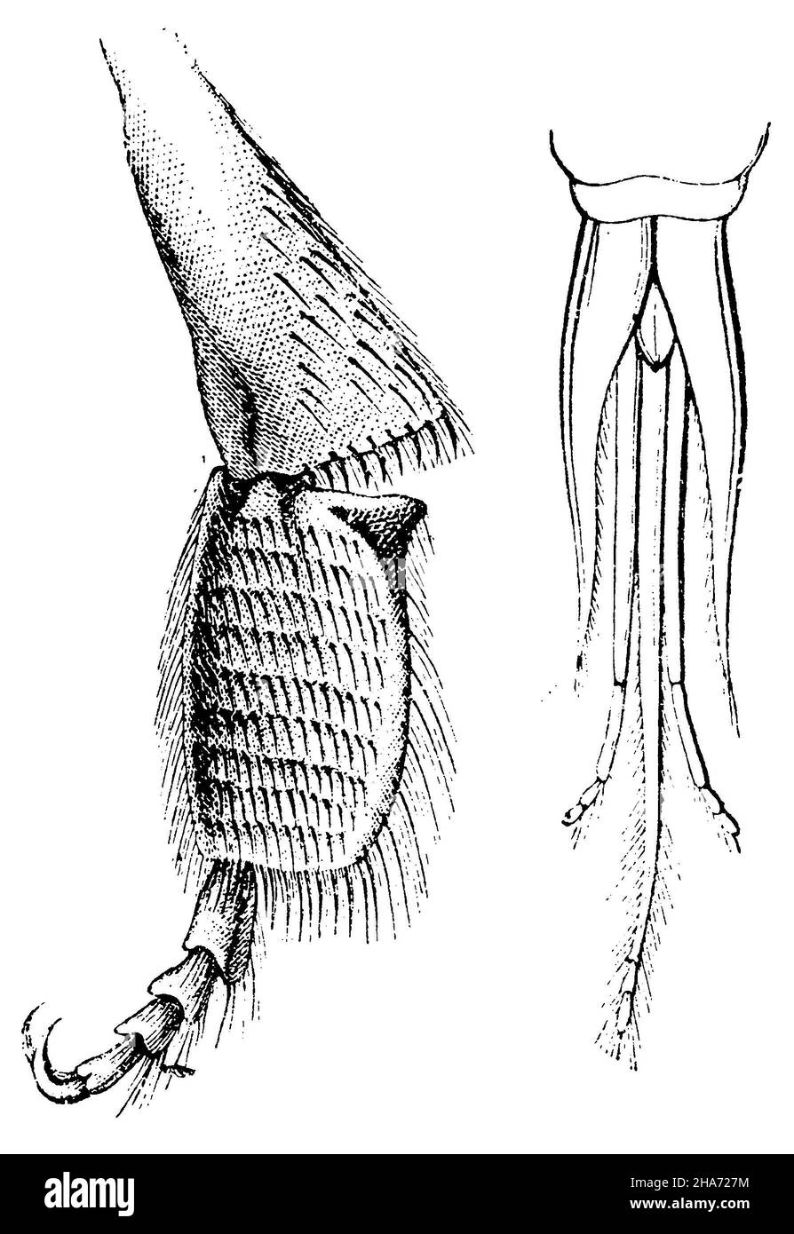 Honey bee: foot and proboscis, , anonym (zoology book, 1873) Stock Photo