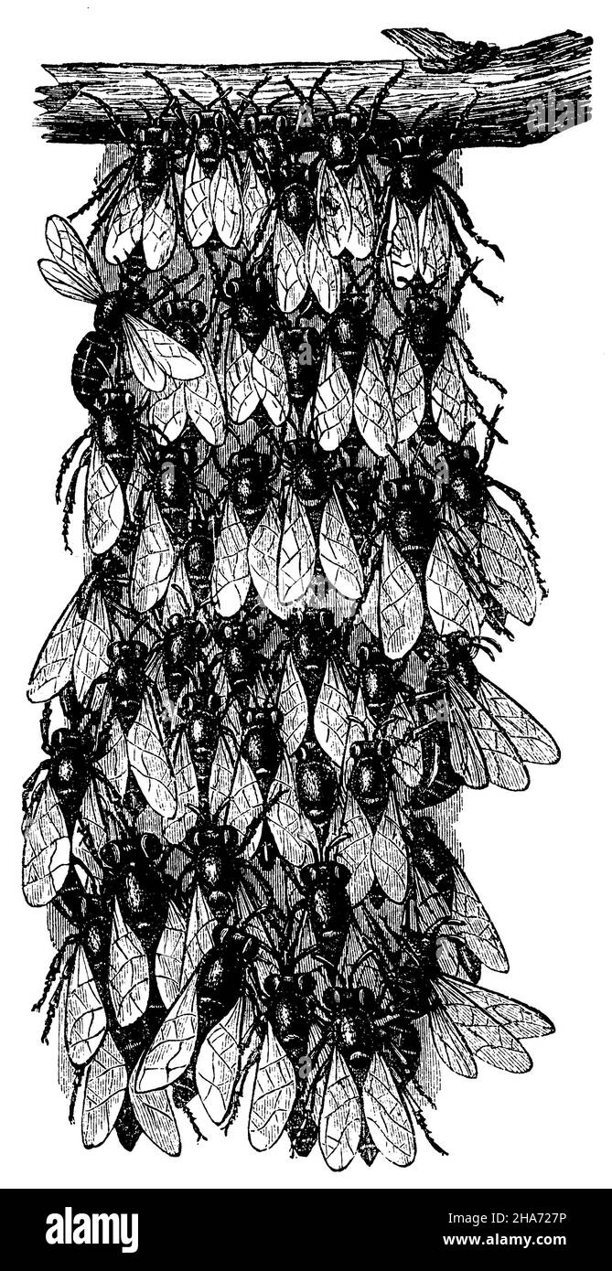 Honey bee: hive, , anonym (zoology book, 1873) Stock Photo