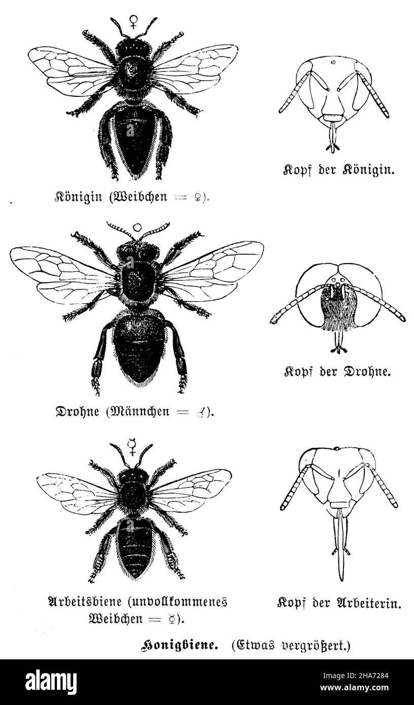 Honey bee: queen, drone and worker bee, , anonym (zoology book, 1899) Stock Photo